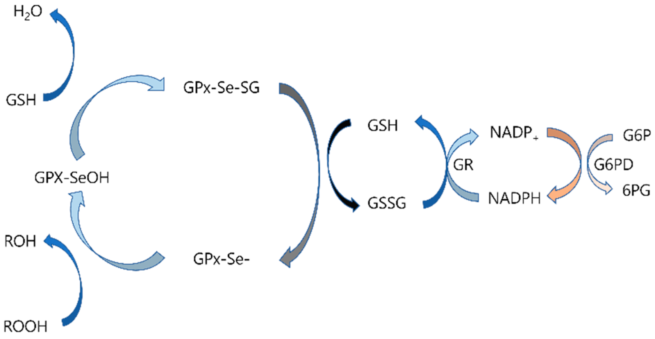 Antioxidants 14 00294 g002