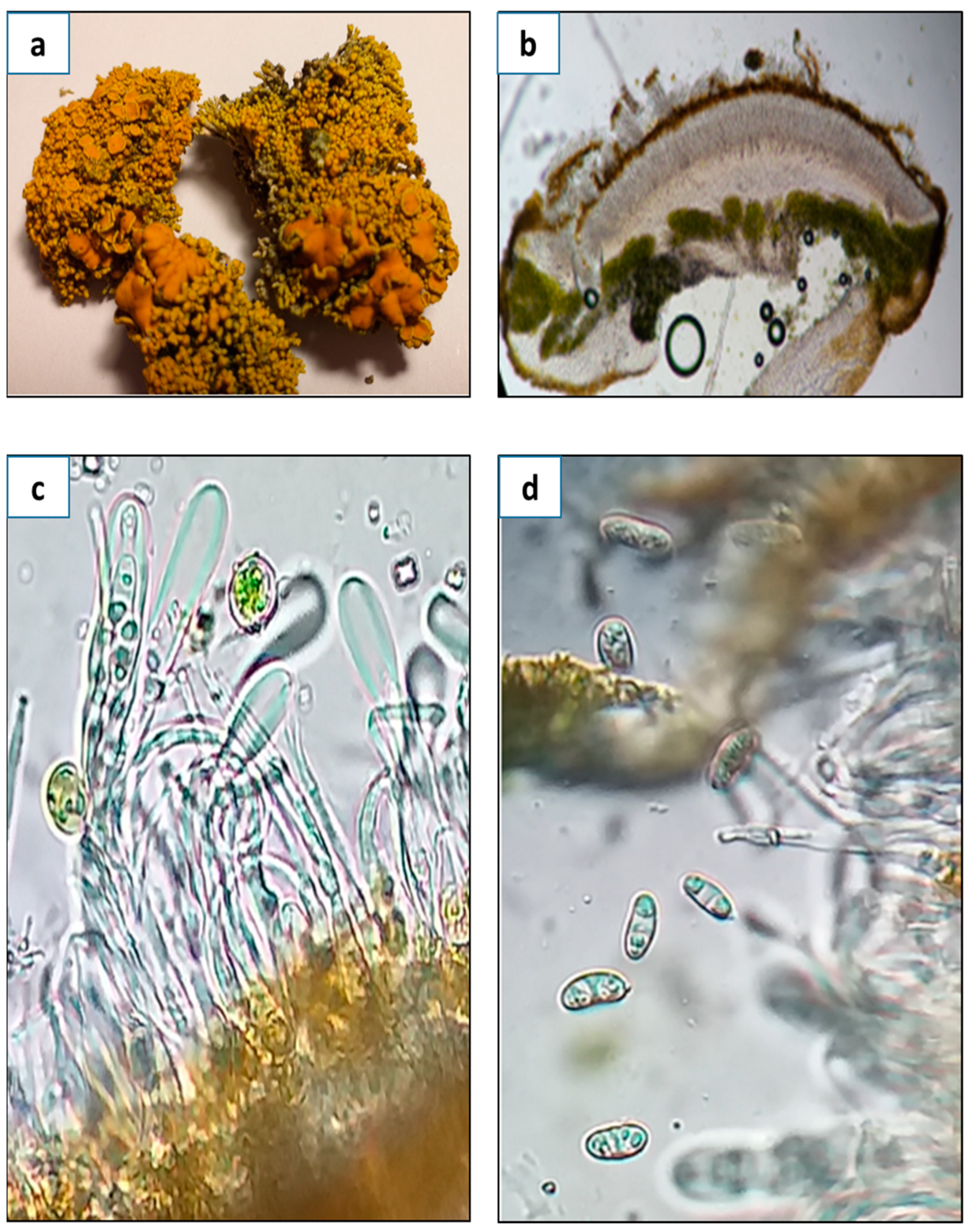Antioxidants 14 00298 g001