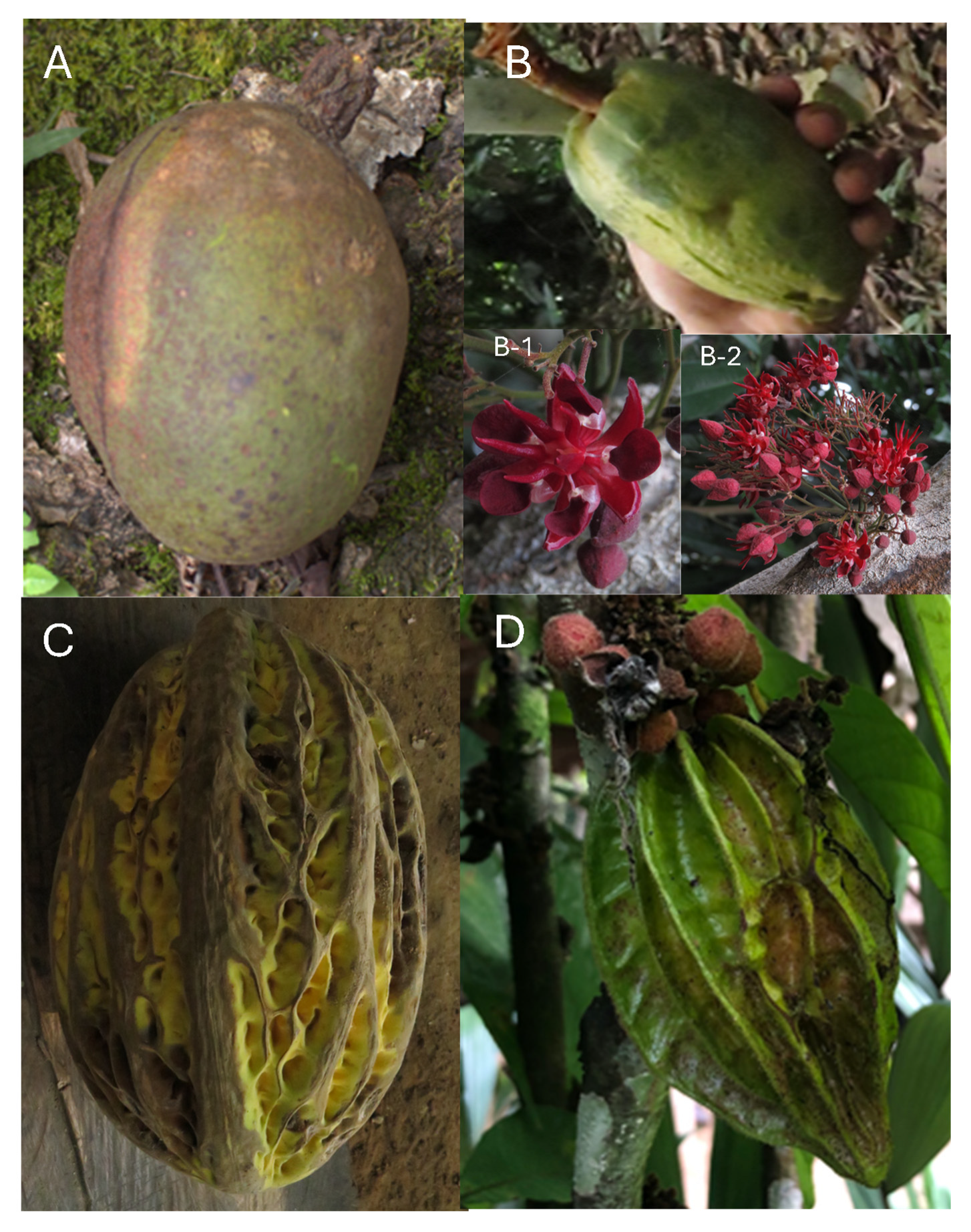 Antioxidants 14 00299 g001