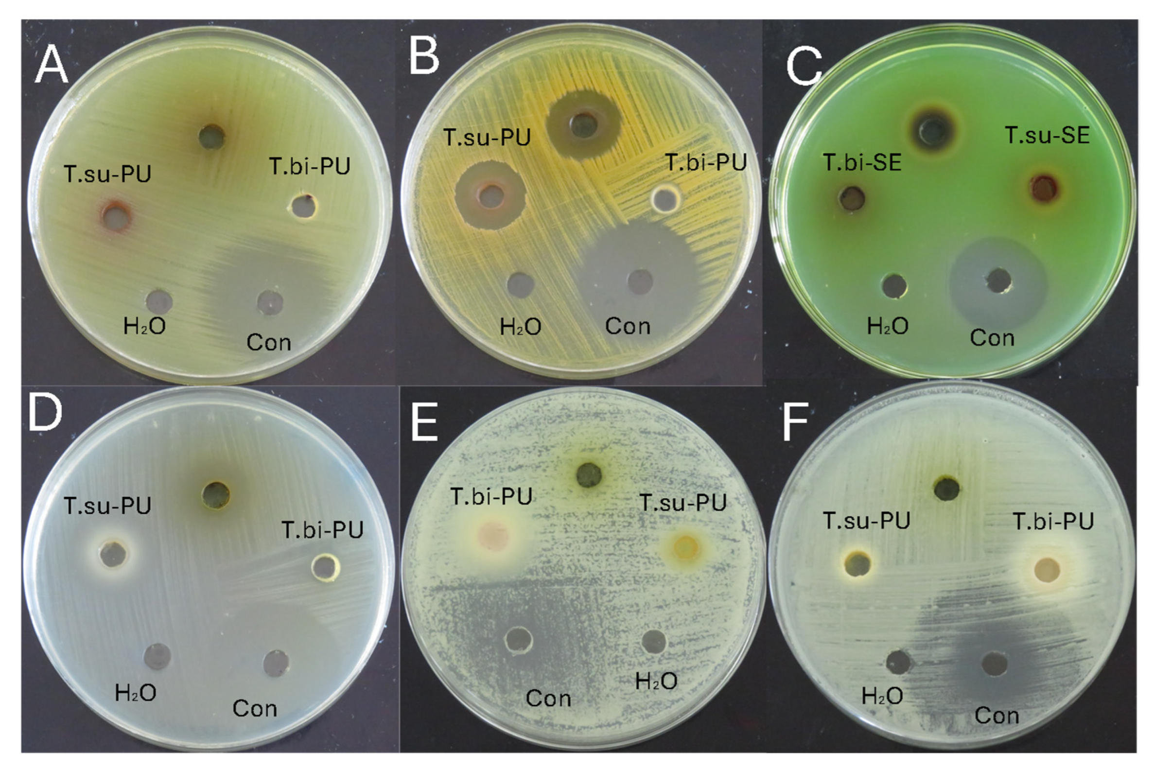 Antioxidants 14 00299 g002
