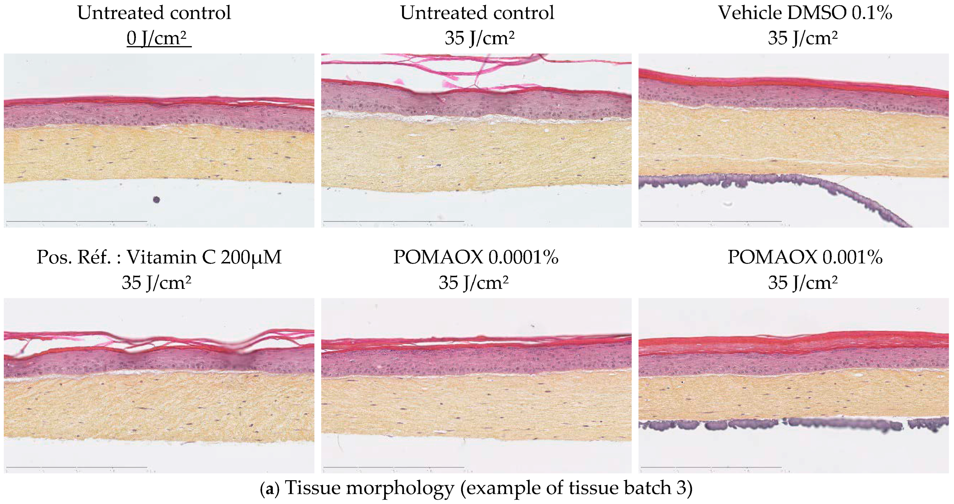 Antioxidants 14 00301 g003a