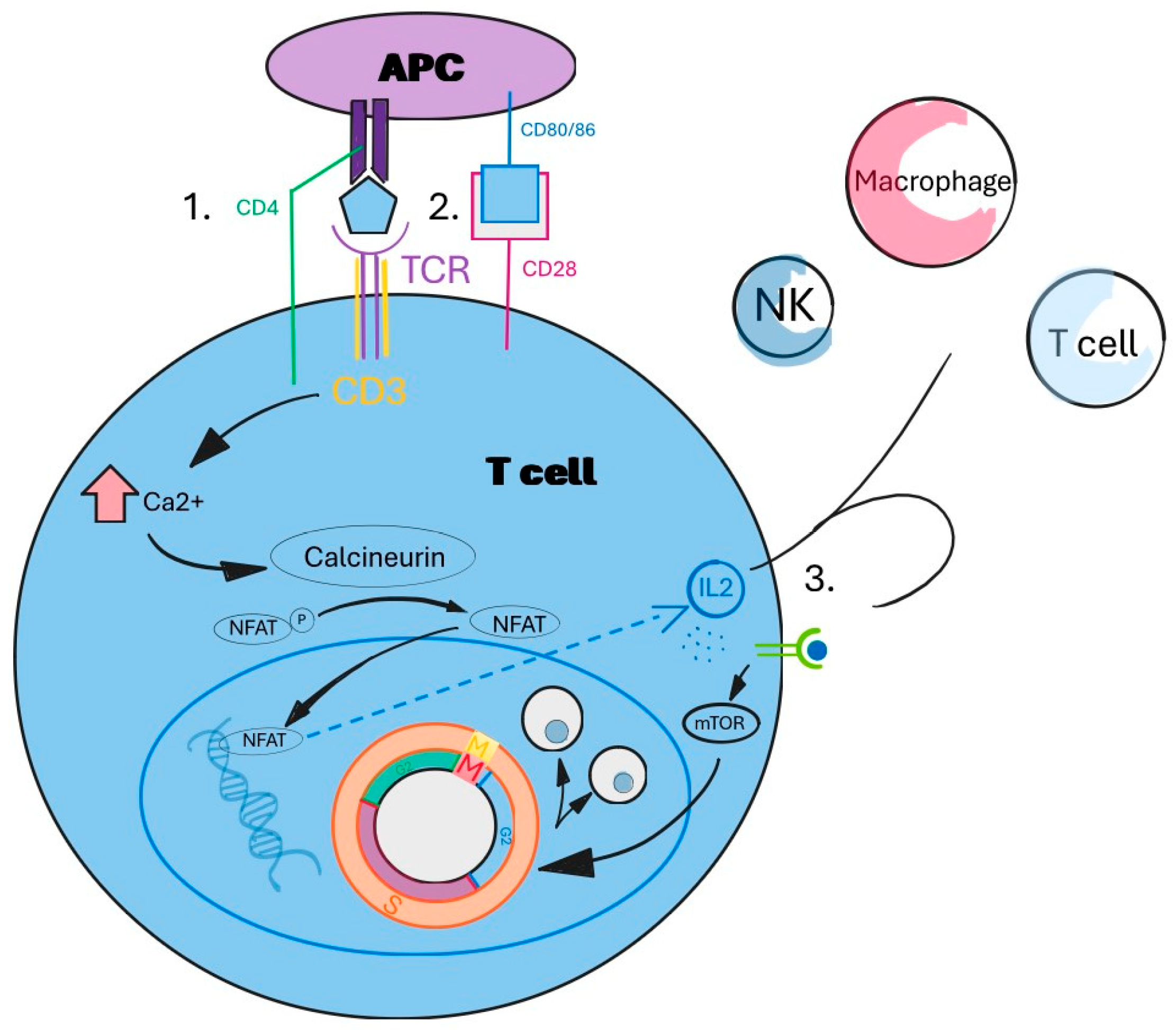 Antioxidants 14 00303 g001