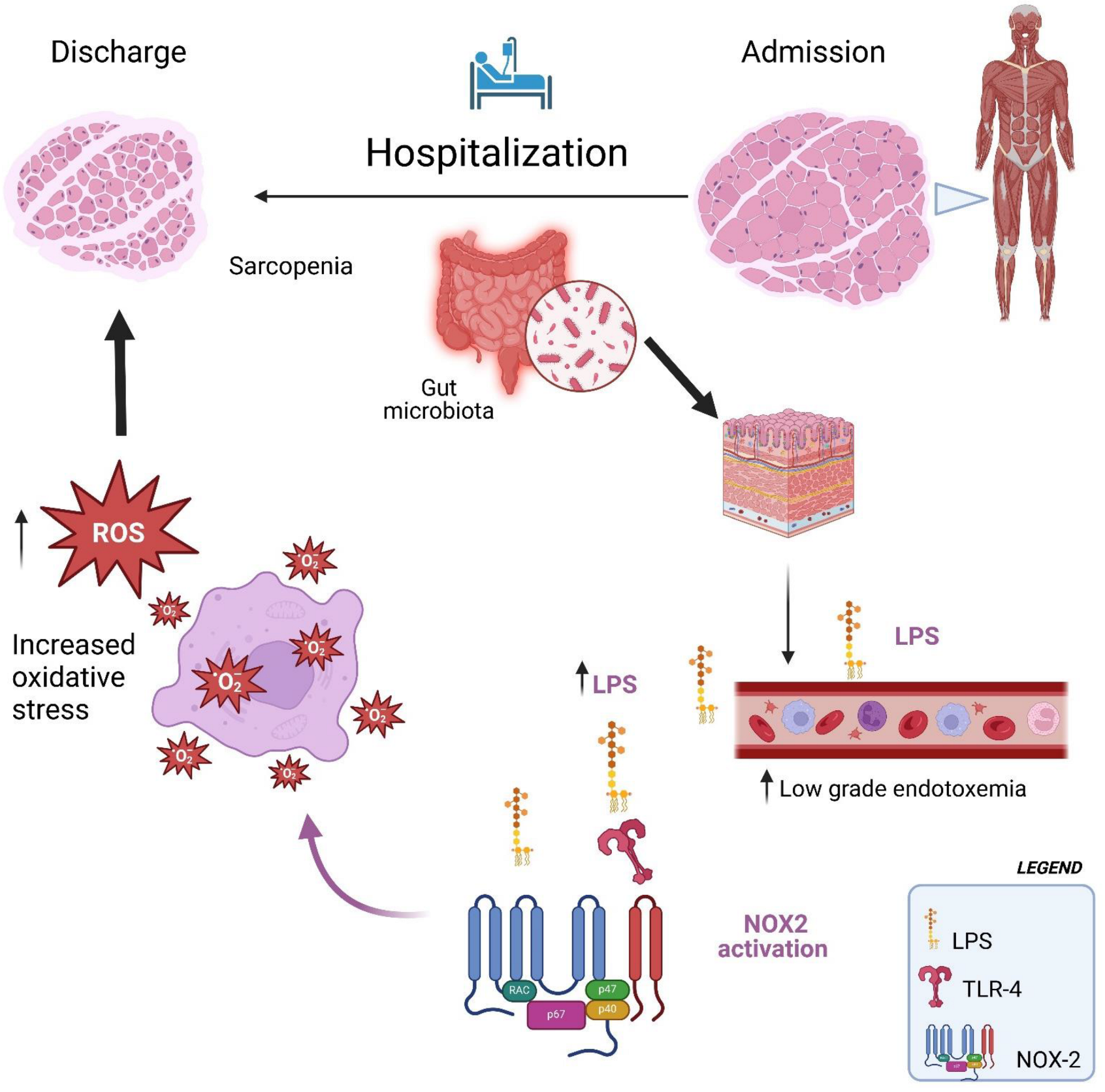 Antioxidants 14 00304 g002