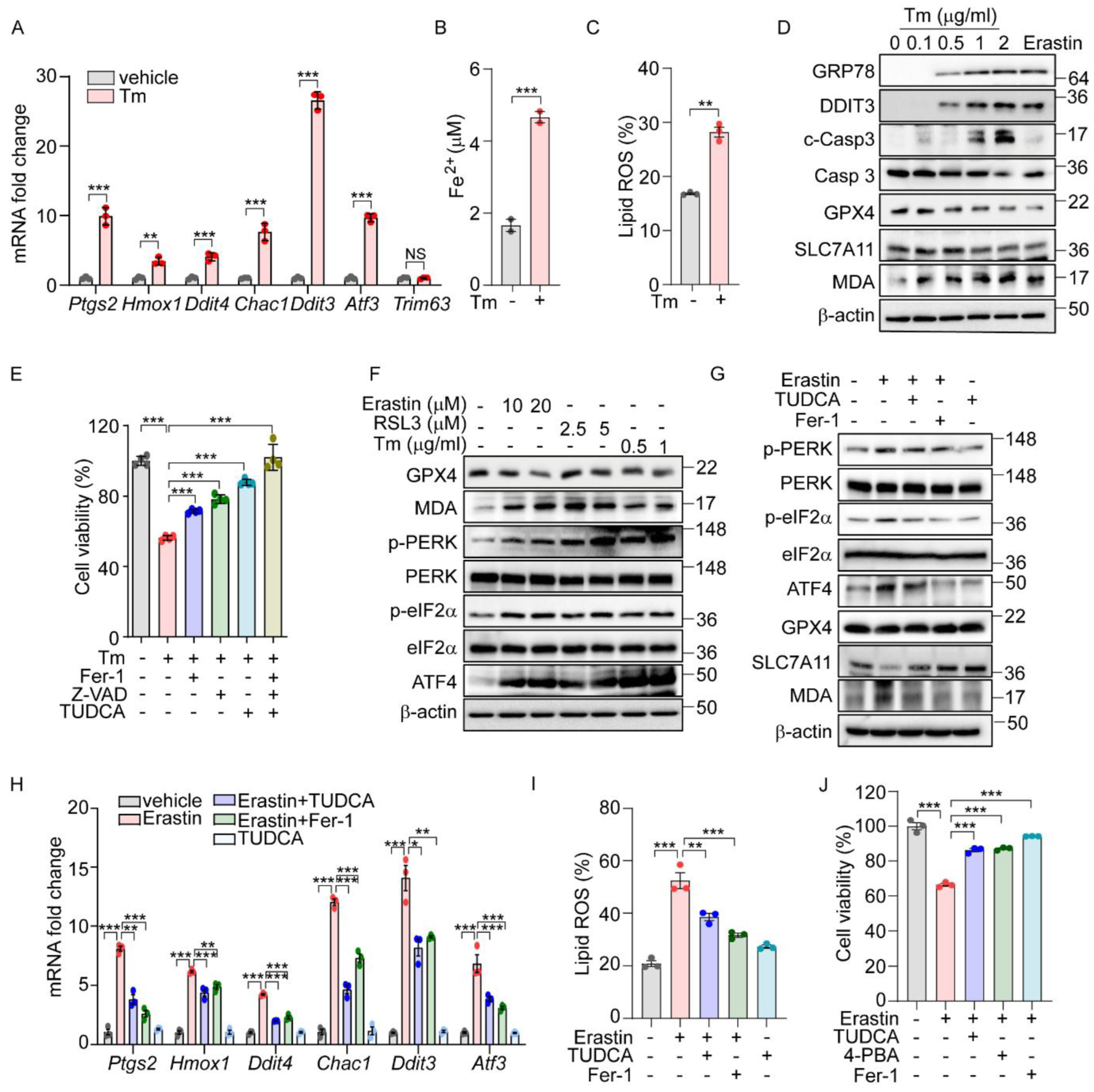 Antioxidants 14 00307 g001