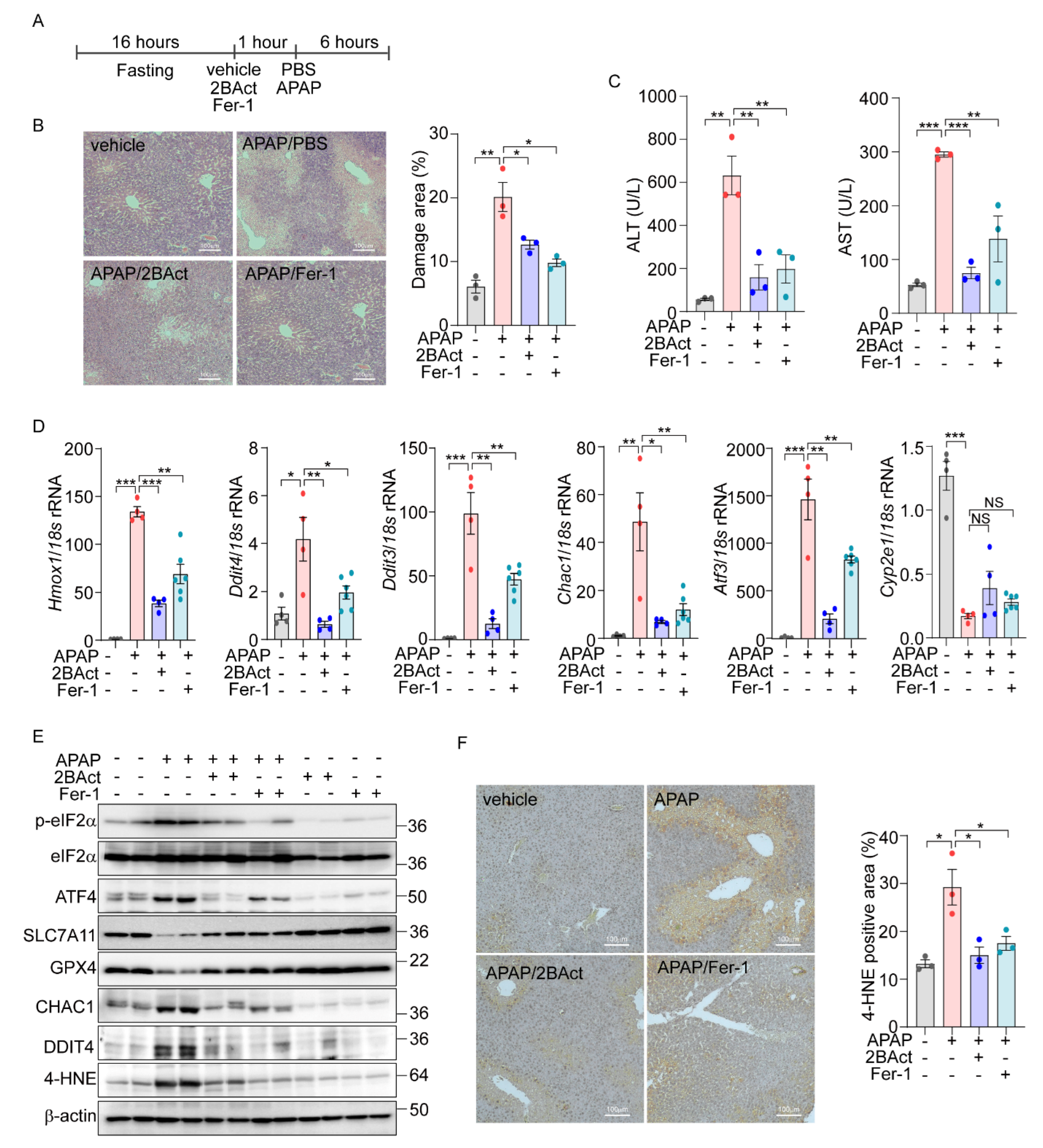 Antioxidants 14 00307 g006