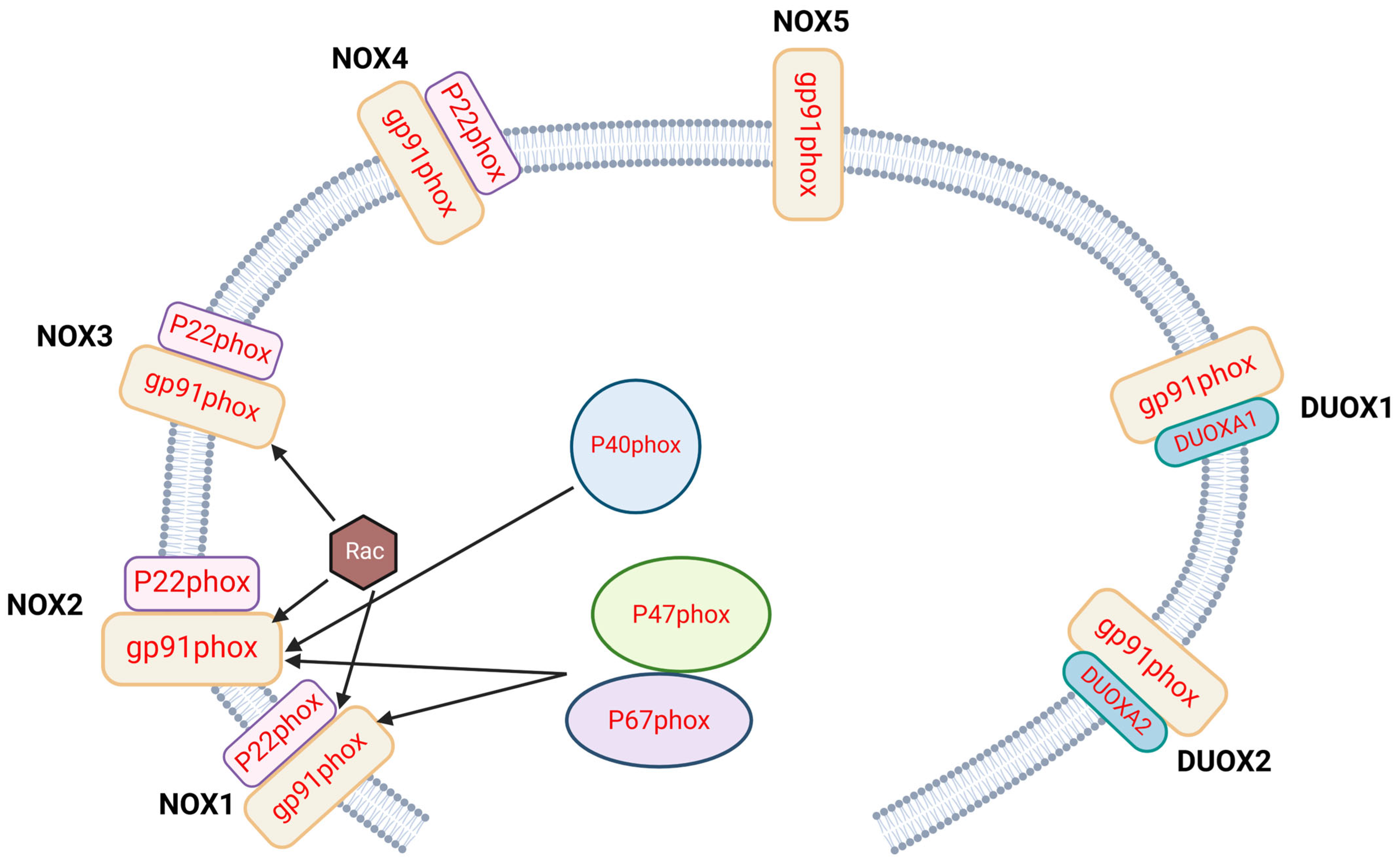 Antioxidants 14 00309 g001