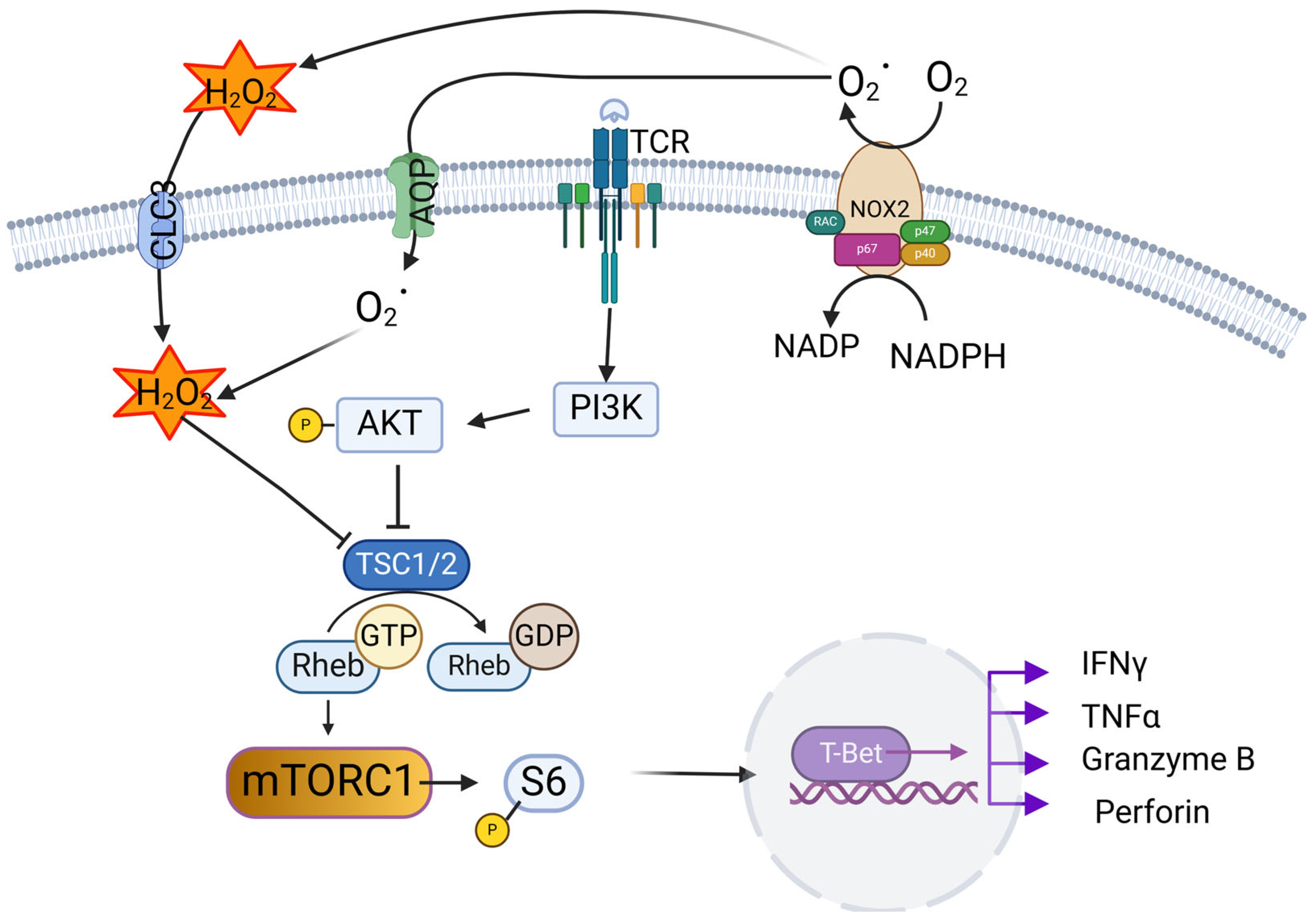 Antioxidants 14 00309 g003