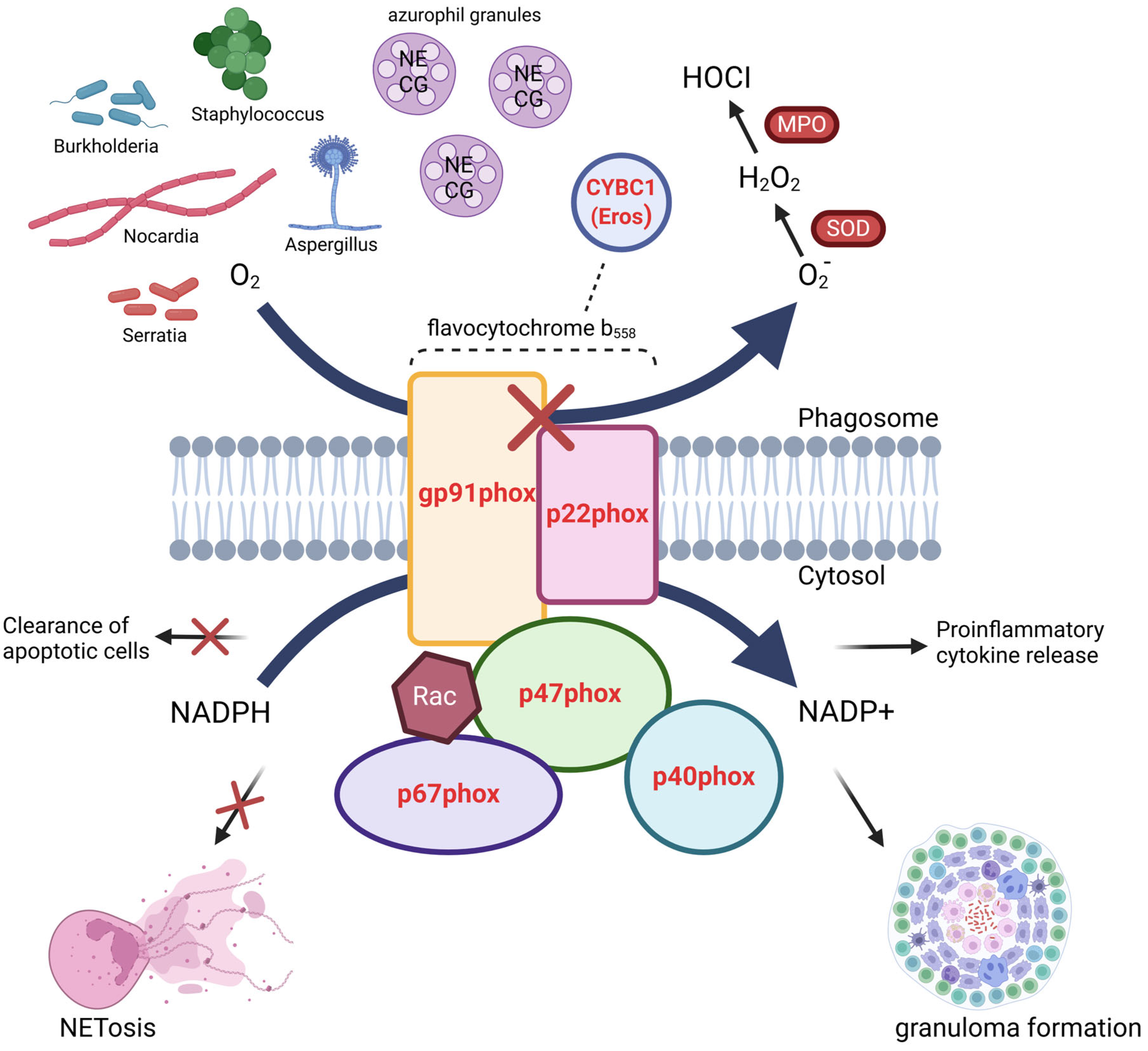 Antioxidants 14 00309 g004