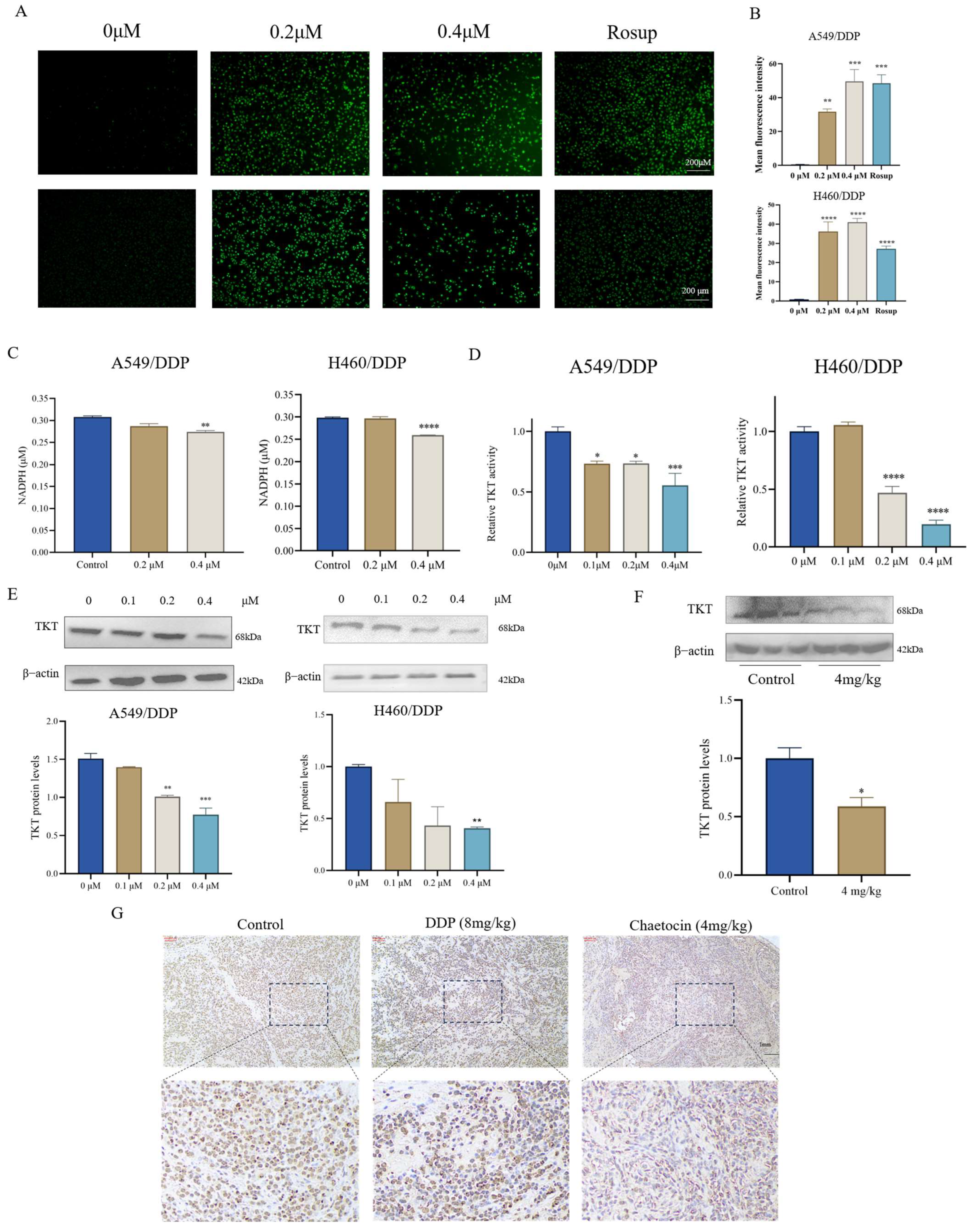 Antioxidants 14 00330 g004