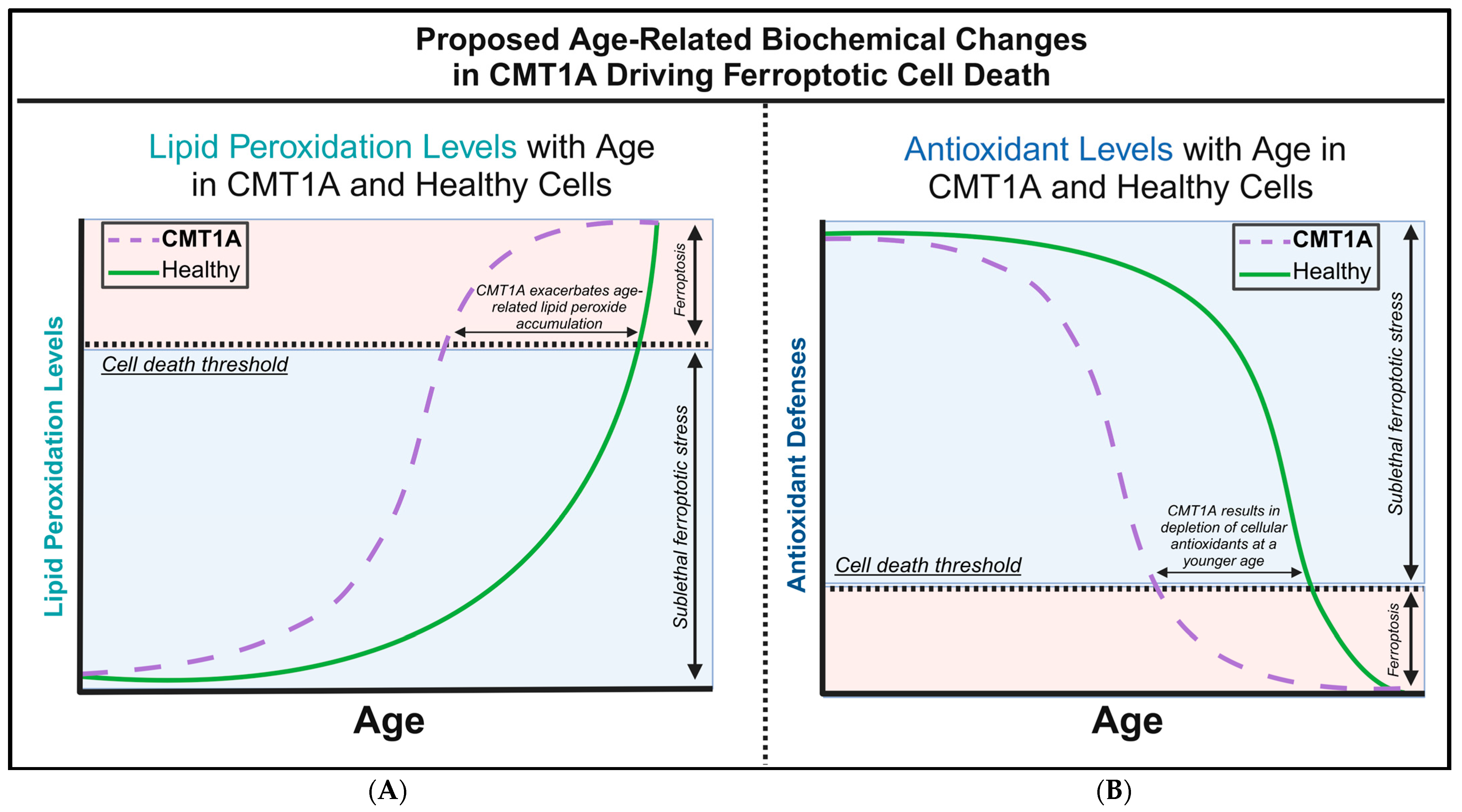 Antioxidants 14 00331 g001