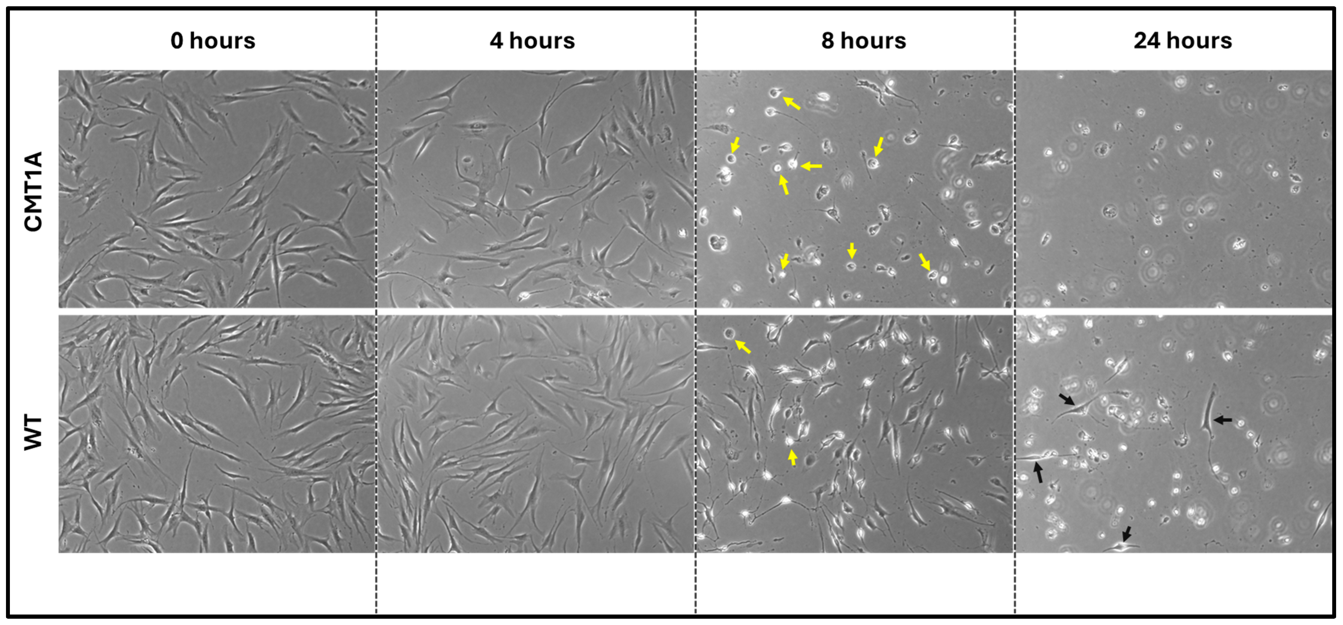 Antioxidants 14 00331 g003