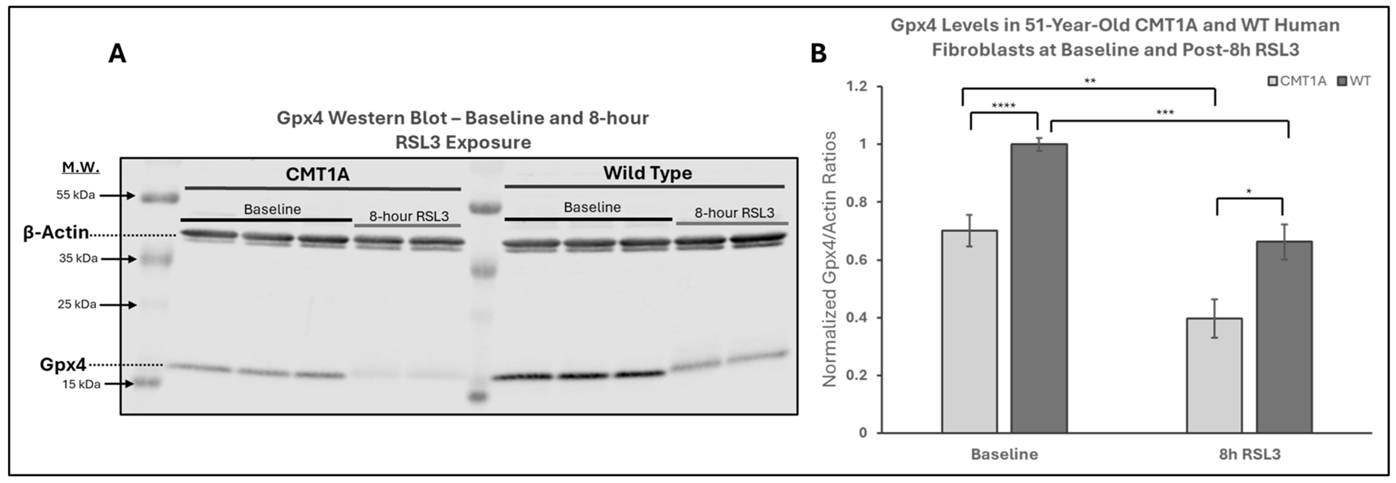 Antioxidants 14 00331 g004