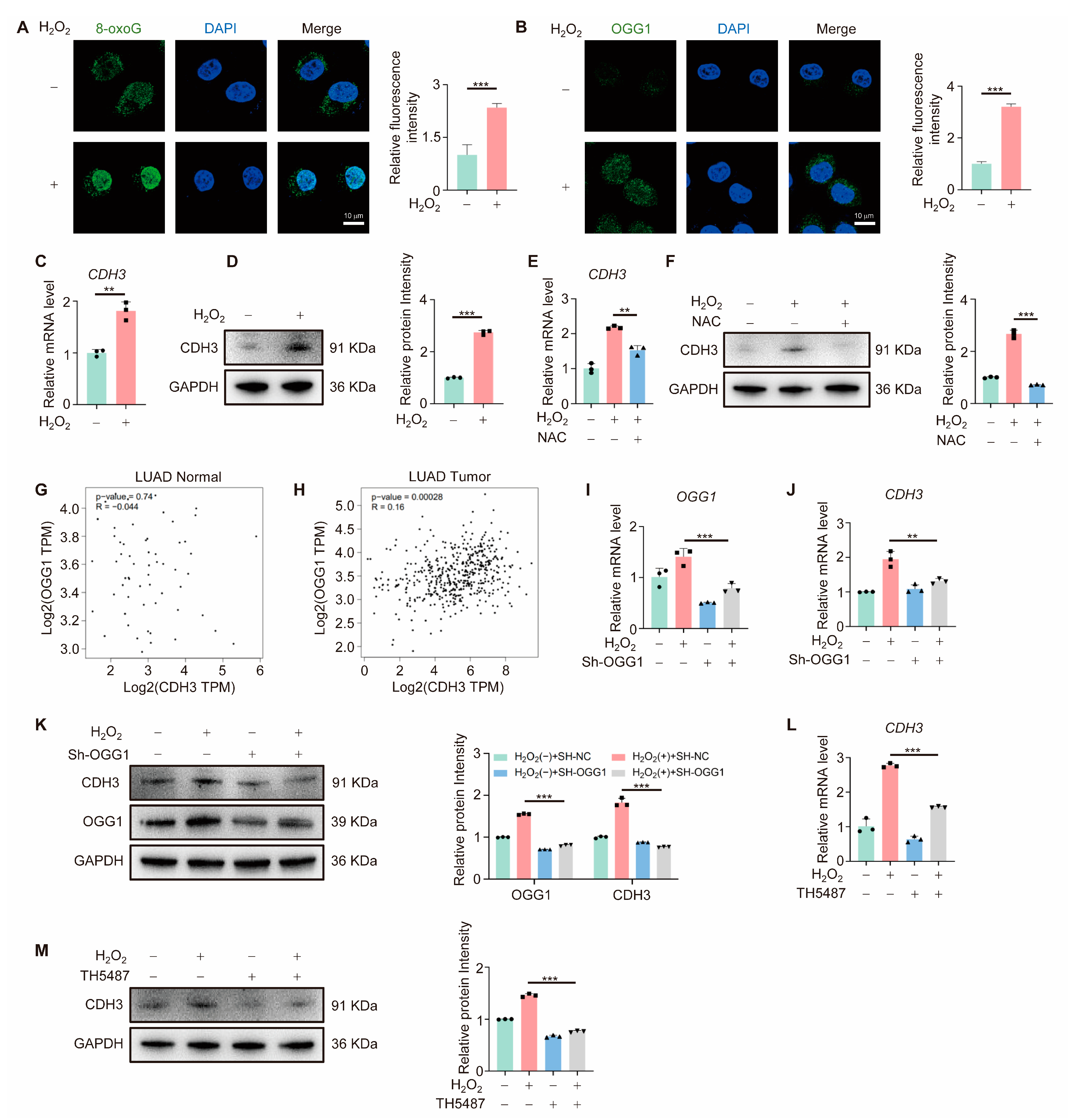 Antioxidants 14 00332 g003