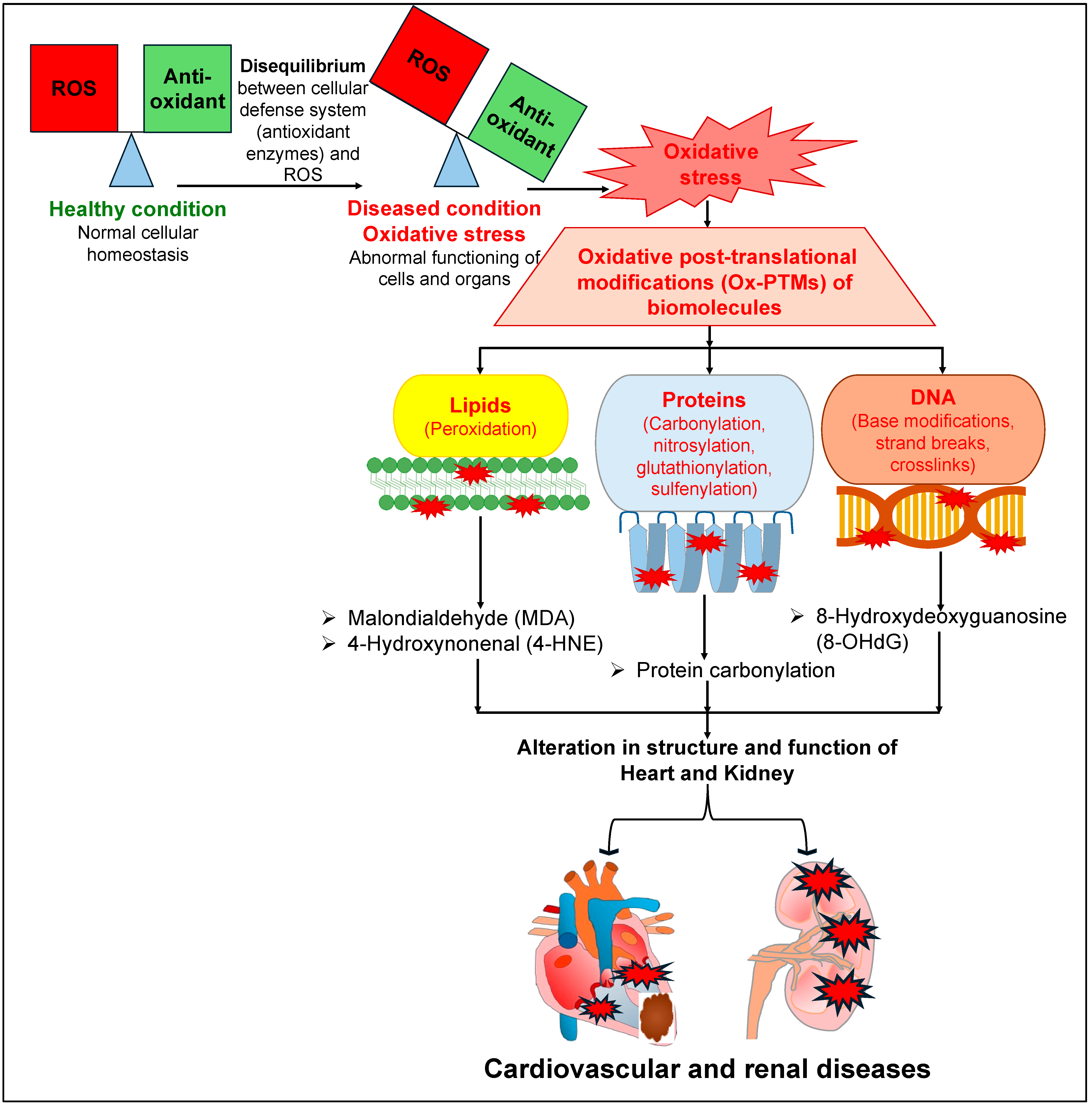Antioxidants 14 00336 g001