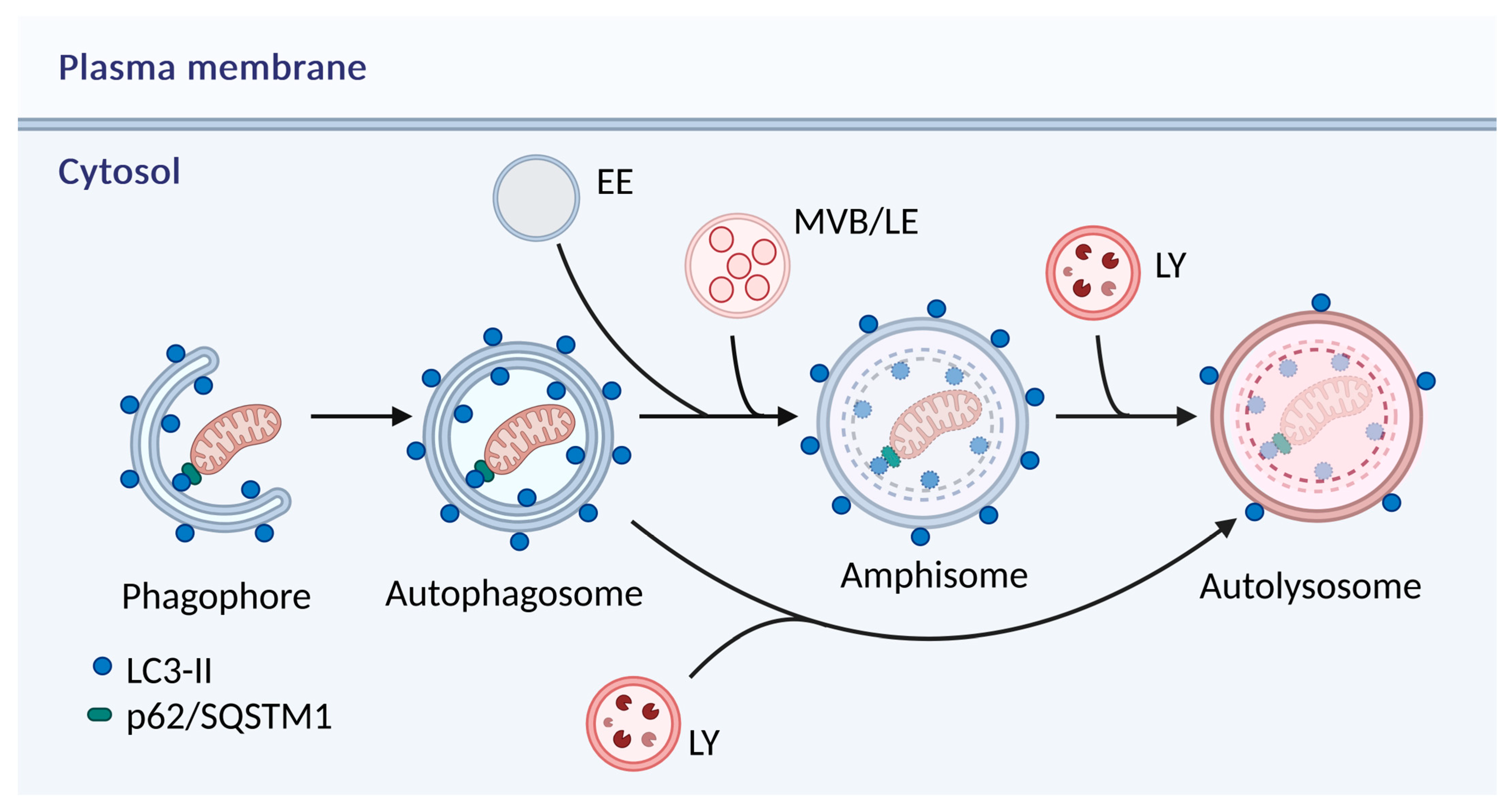Antioxidants 14 00339 g005