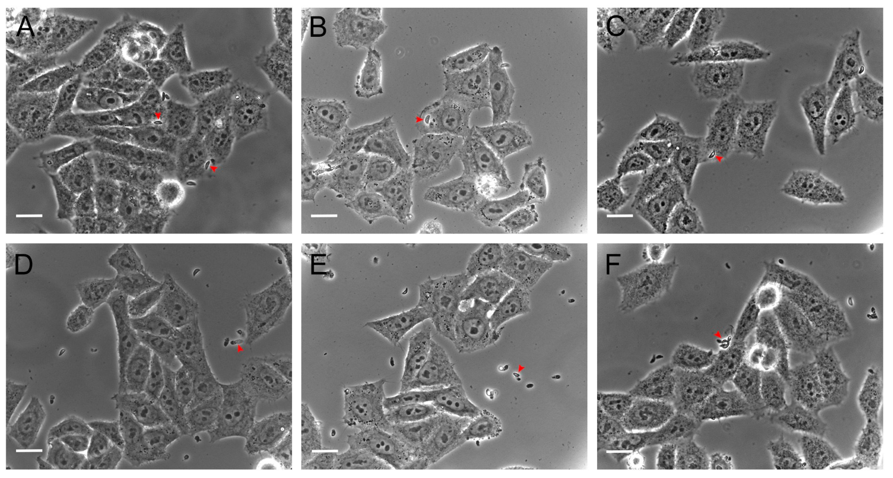 Antioxidants 14 00342 g004