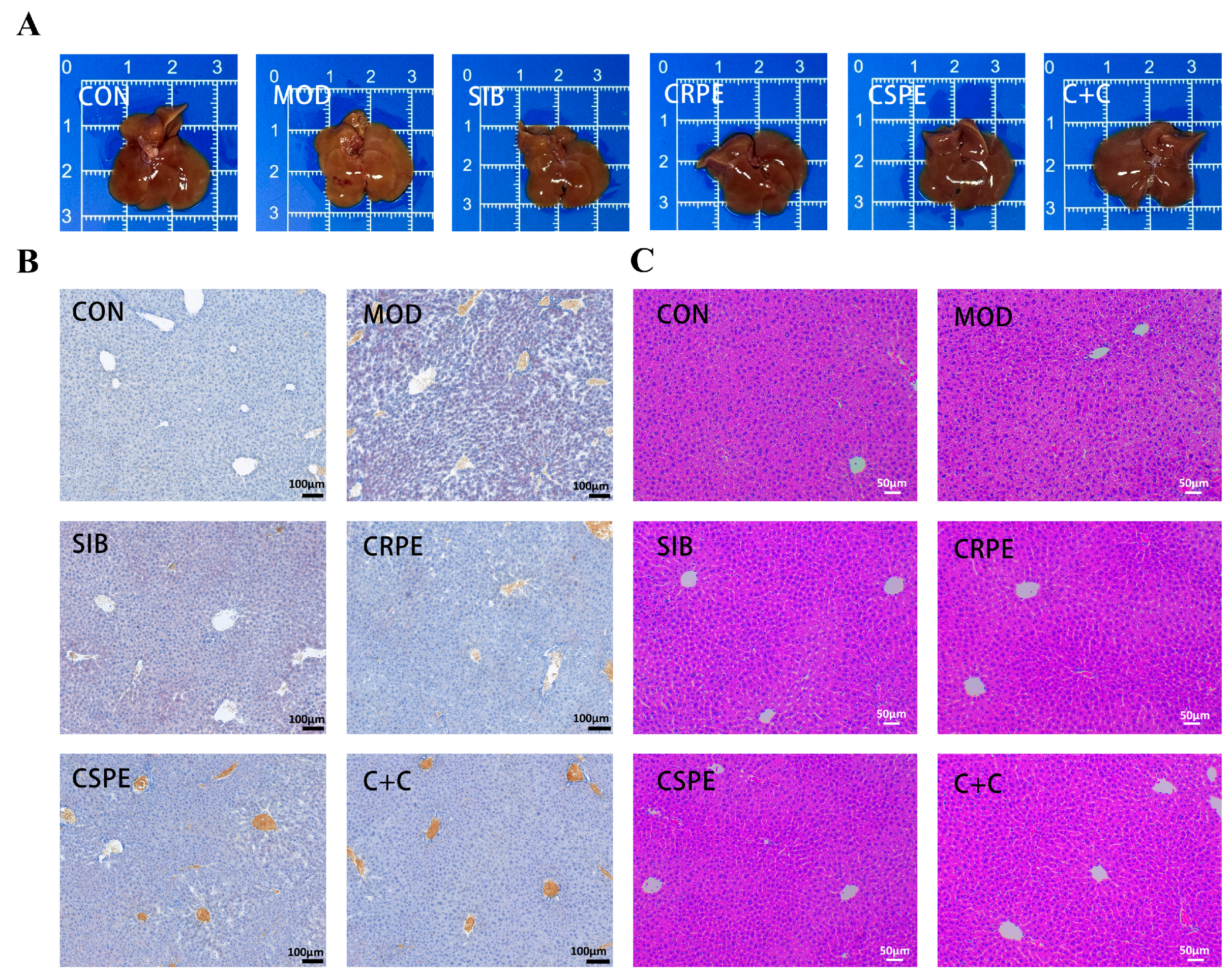 Antioxidants 14 00343 g004