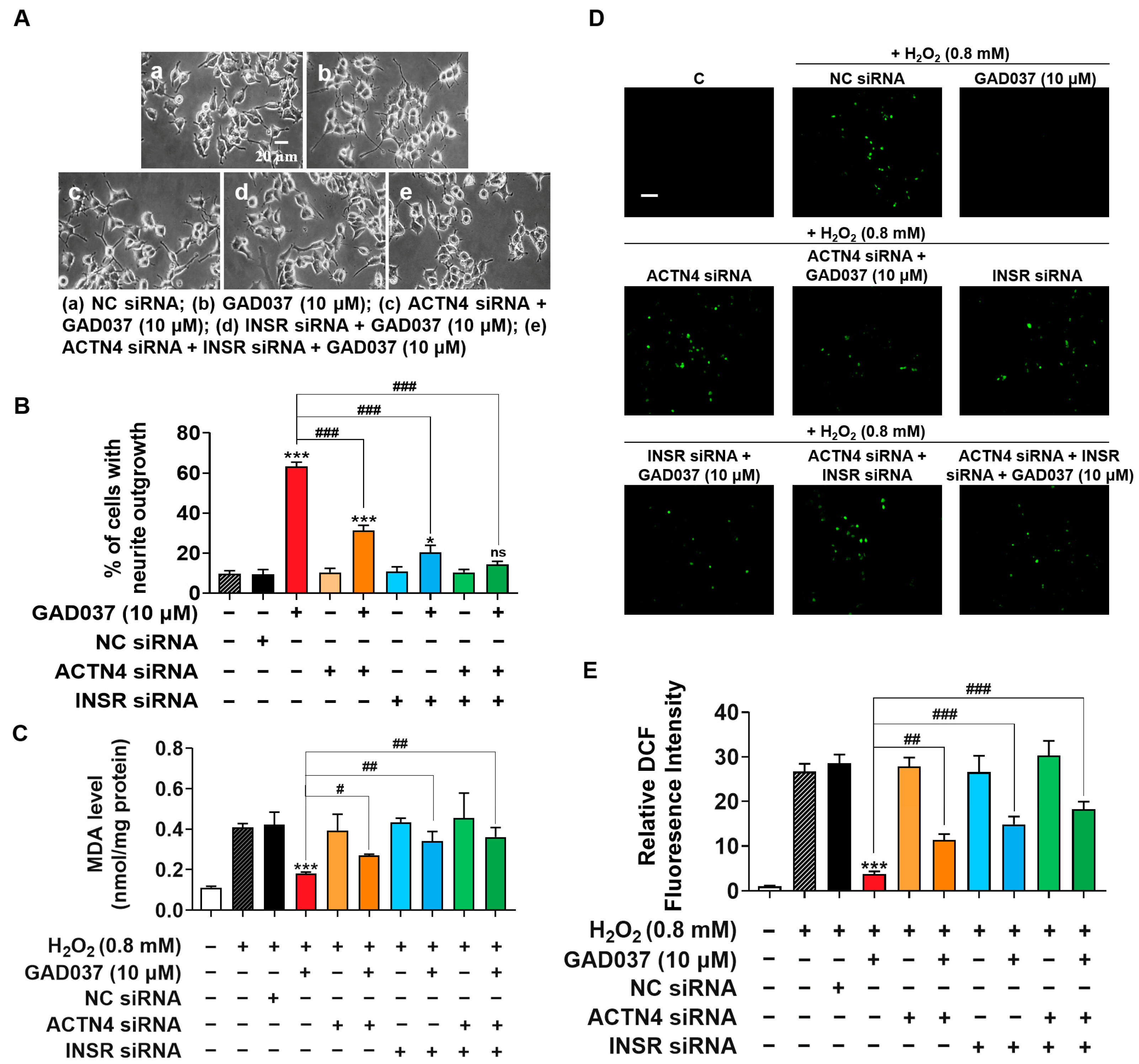 Antioxidants 14 00344 g006