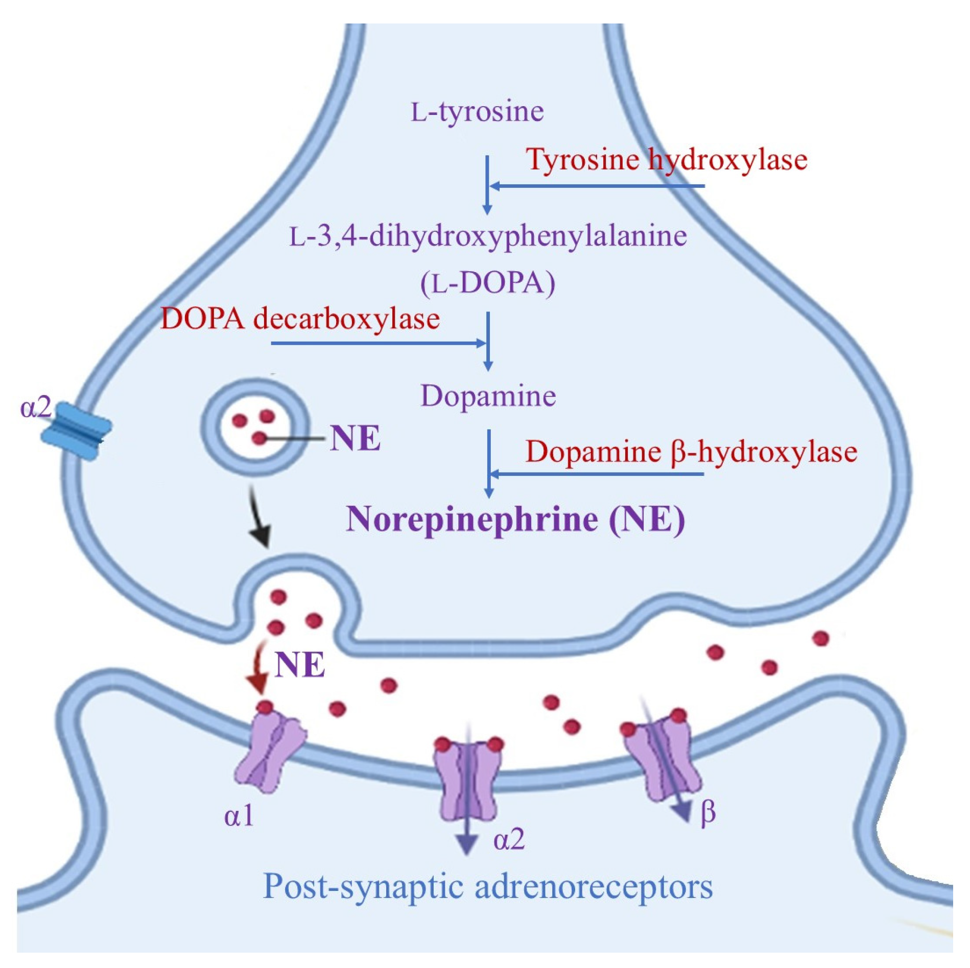 Antioxidants 14 00347 g001