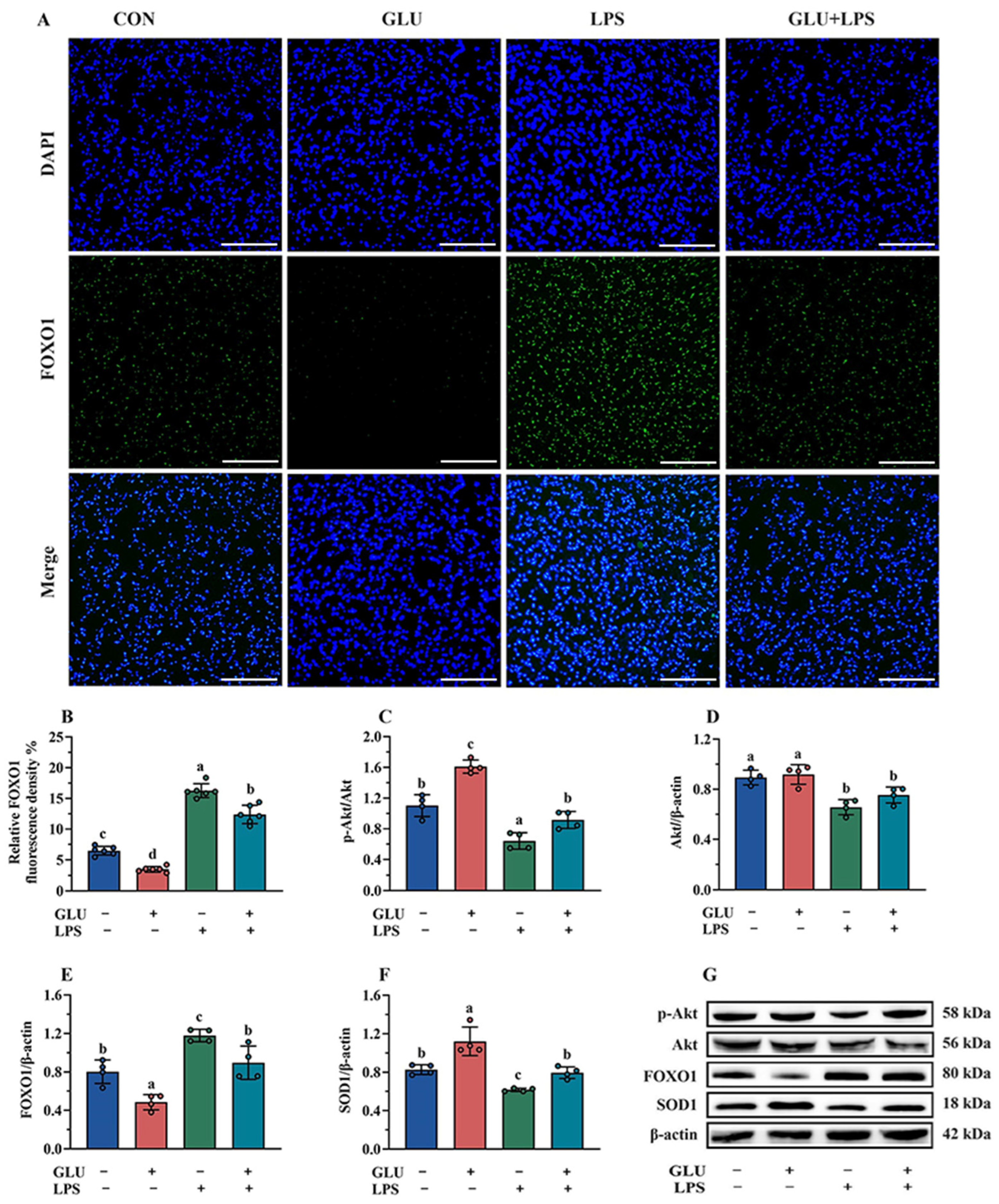 Antioxidants 14 00352 g013