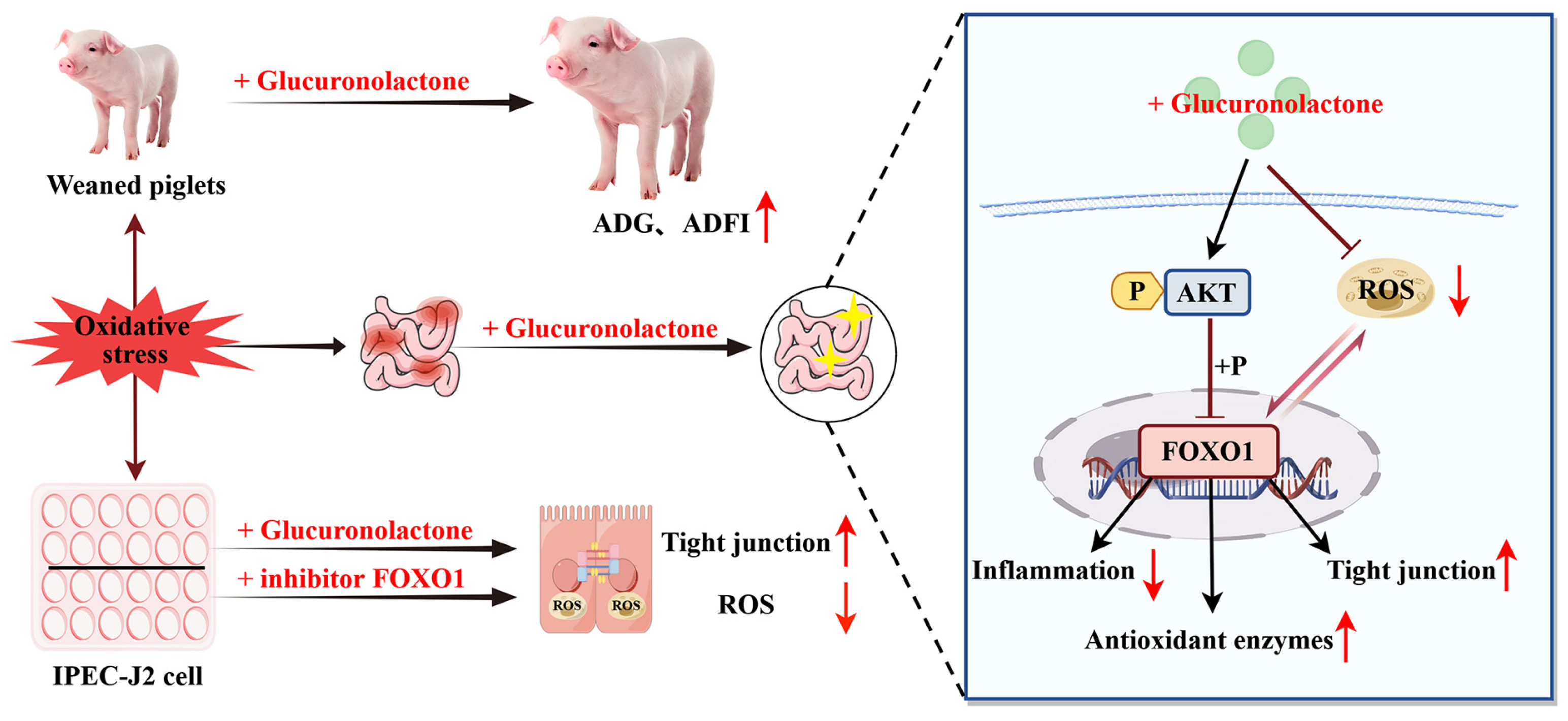 Antioxidants 14 00352 g016