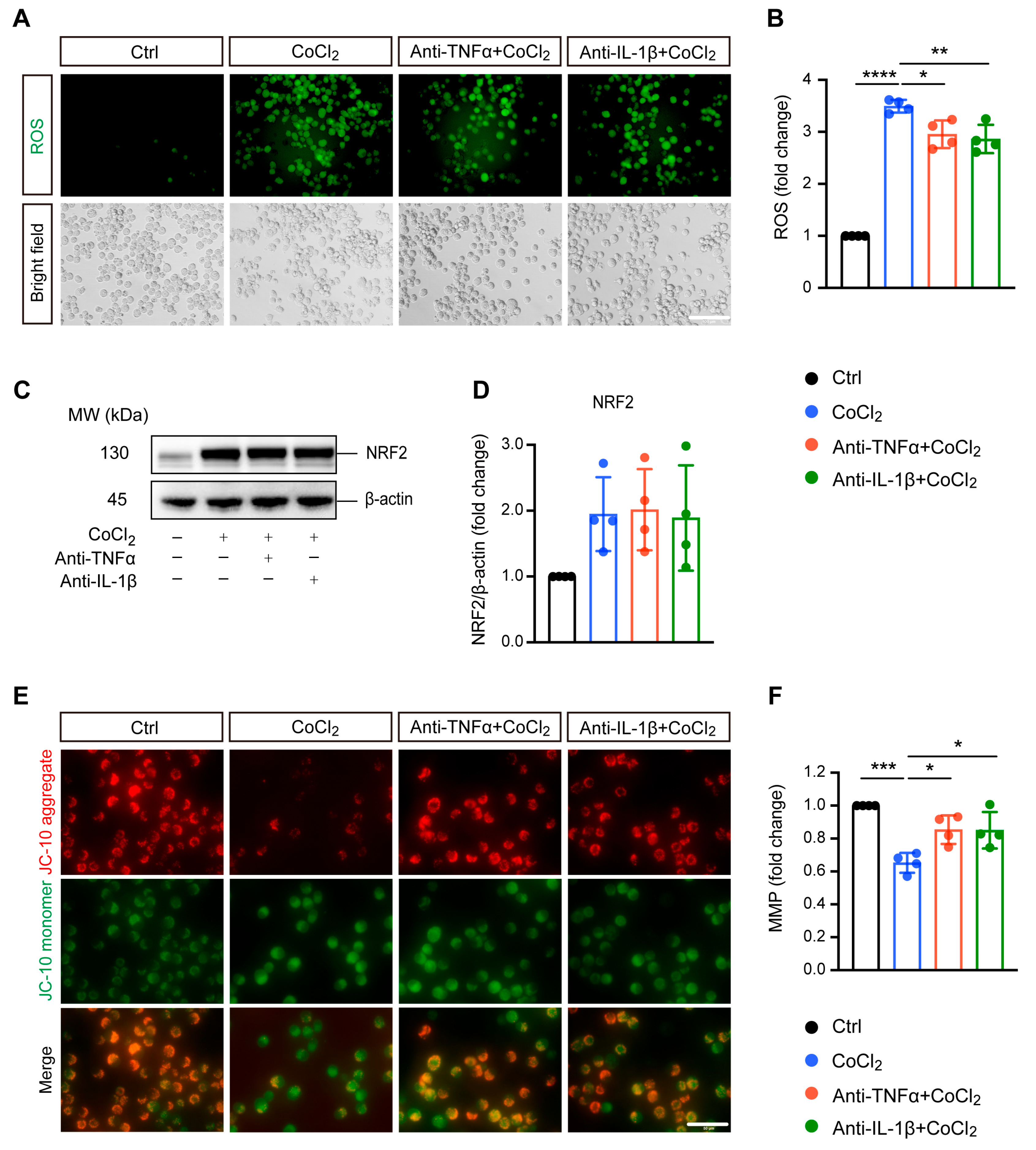 Antioxidants 14 00363 g002