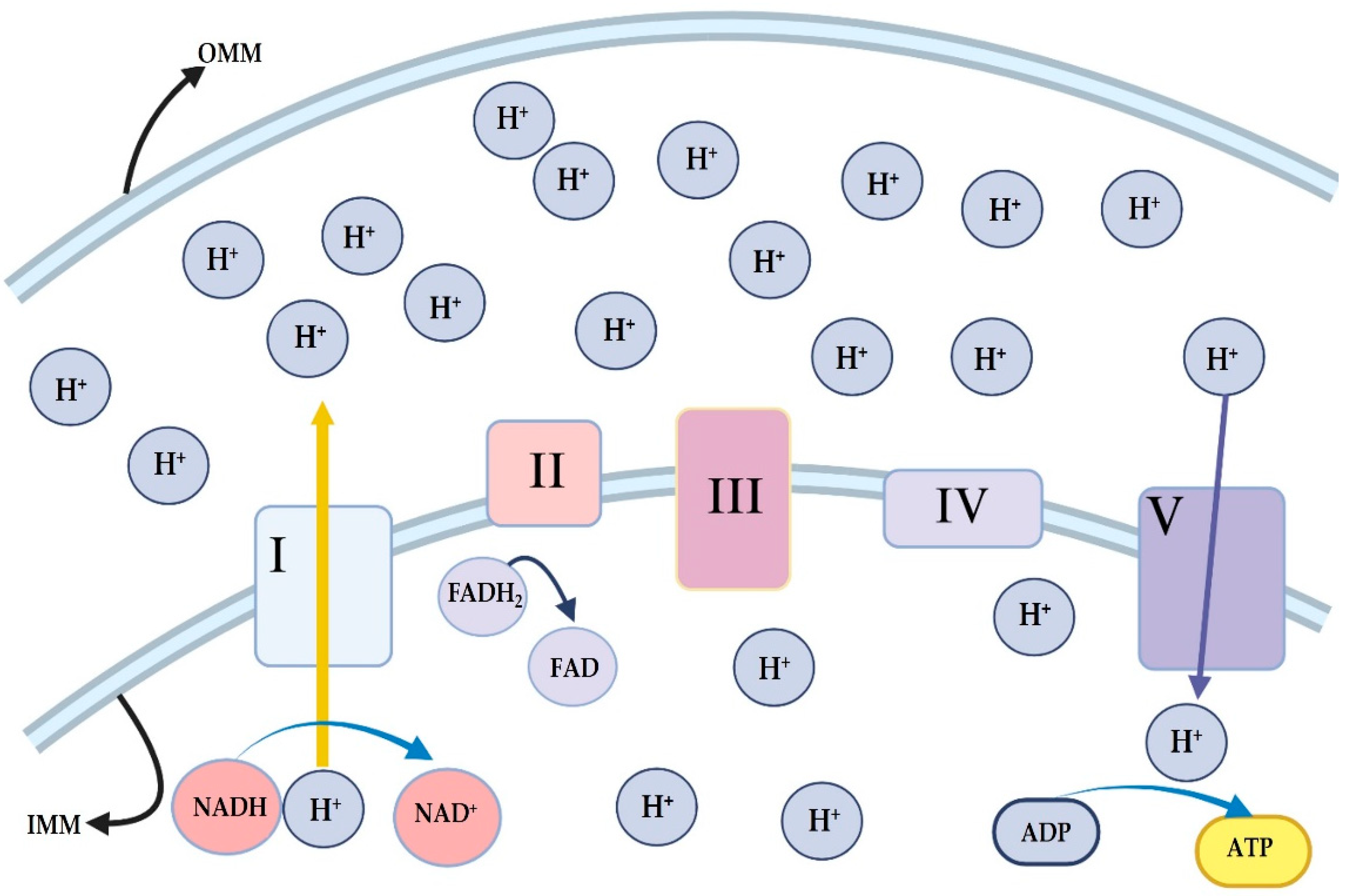 Antioxidants 14 00372 g002