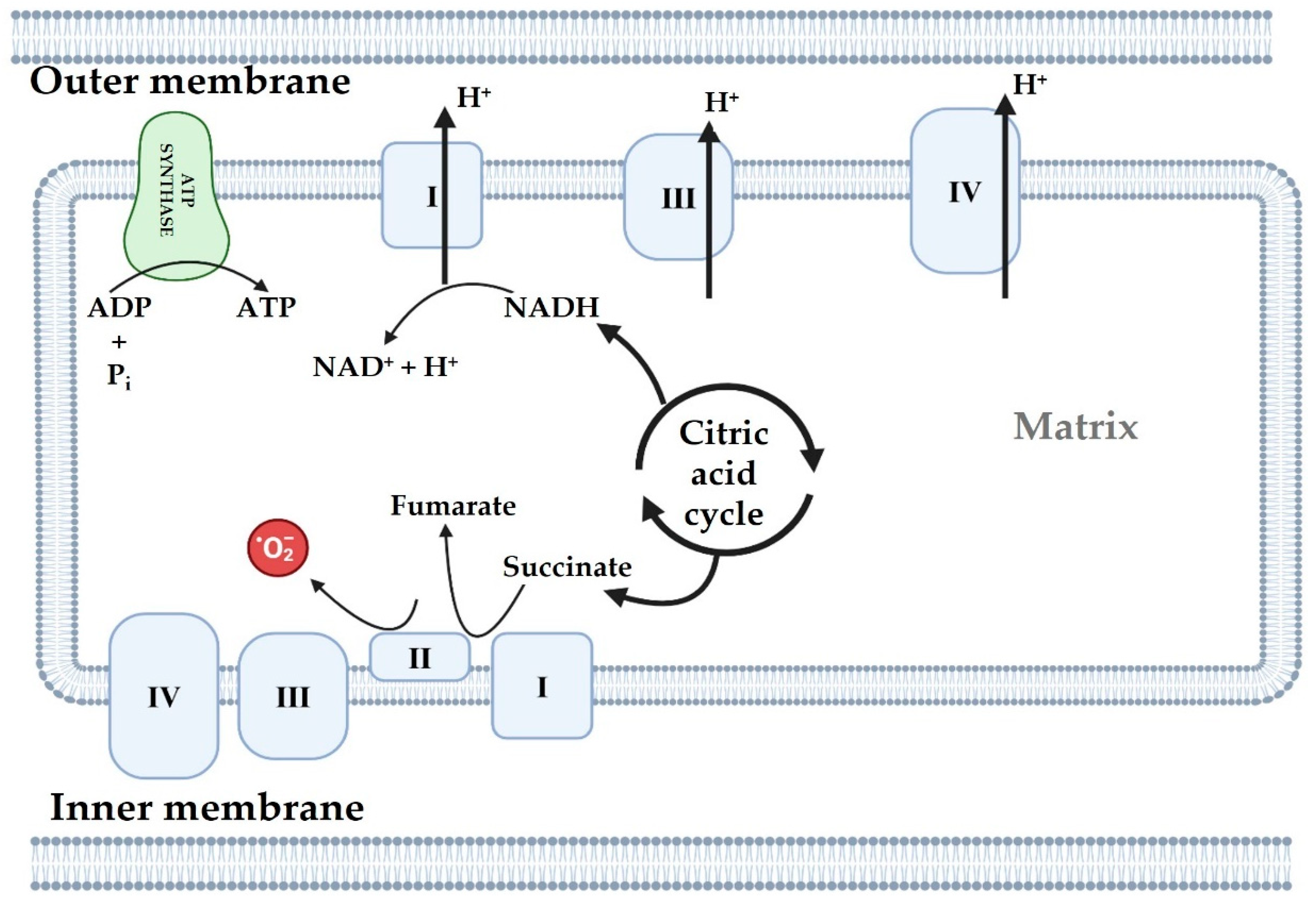 Antioxidants 14 00372 g003