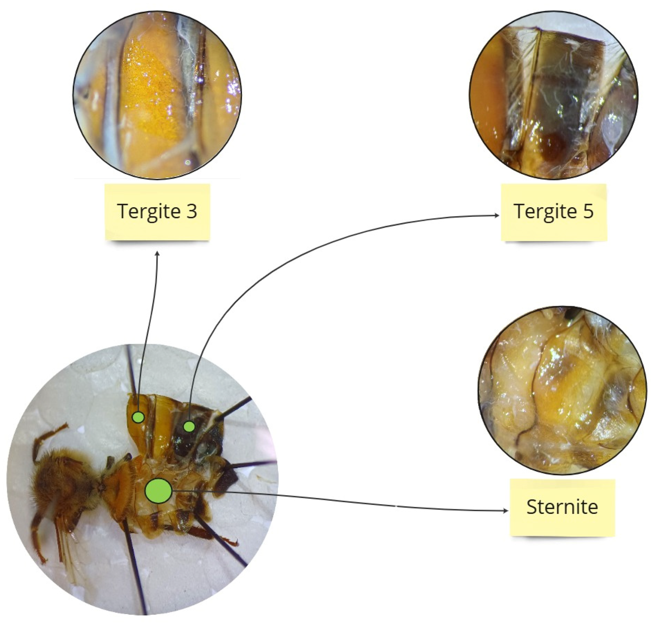 Antioxidants 14 00373 g001