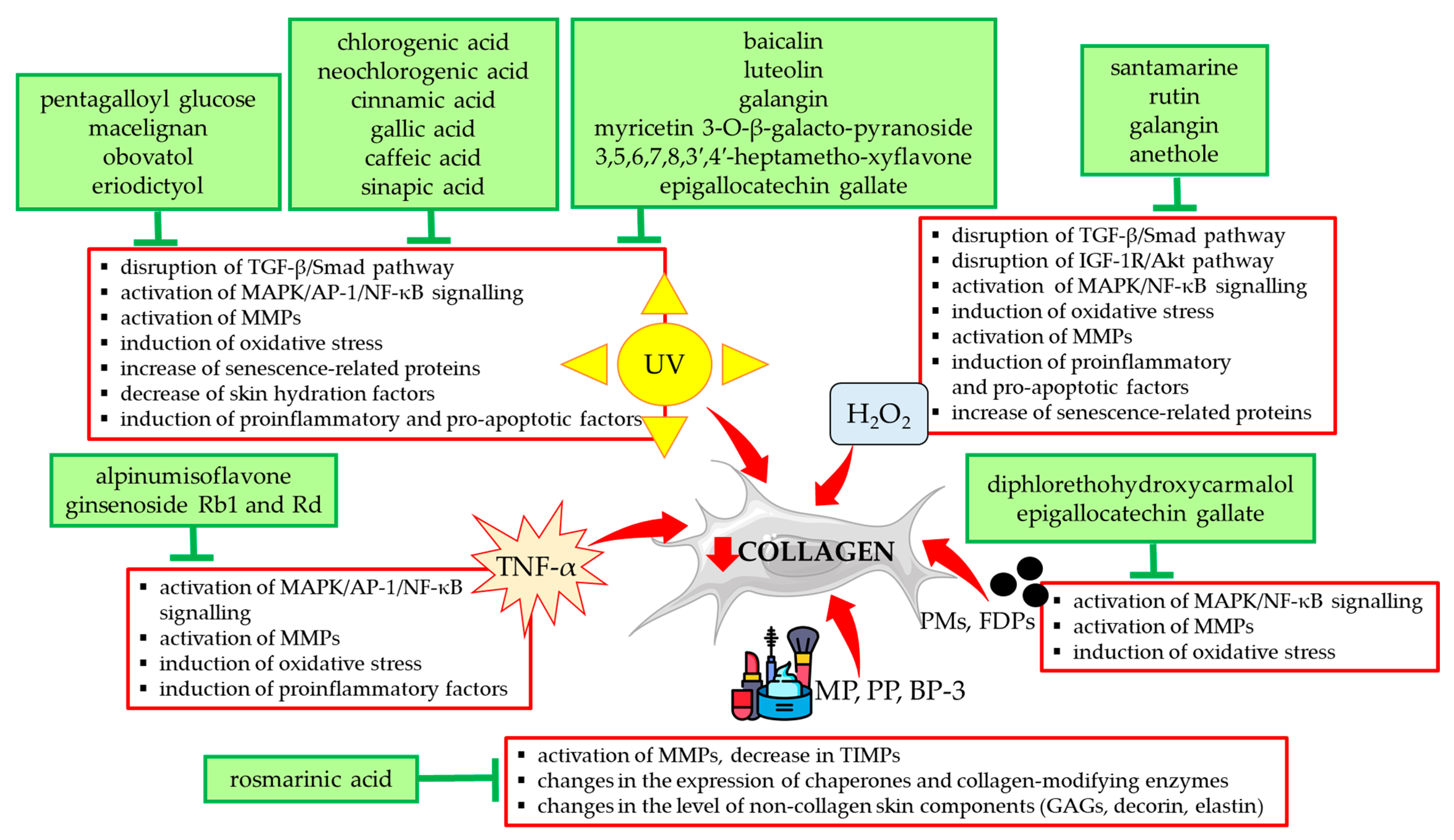 Antioxidants 14 00389 g003