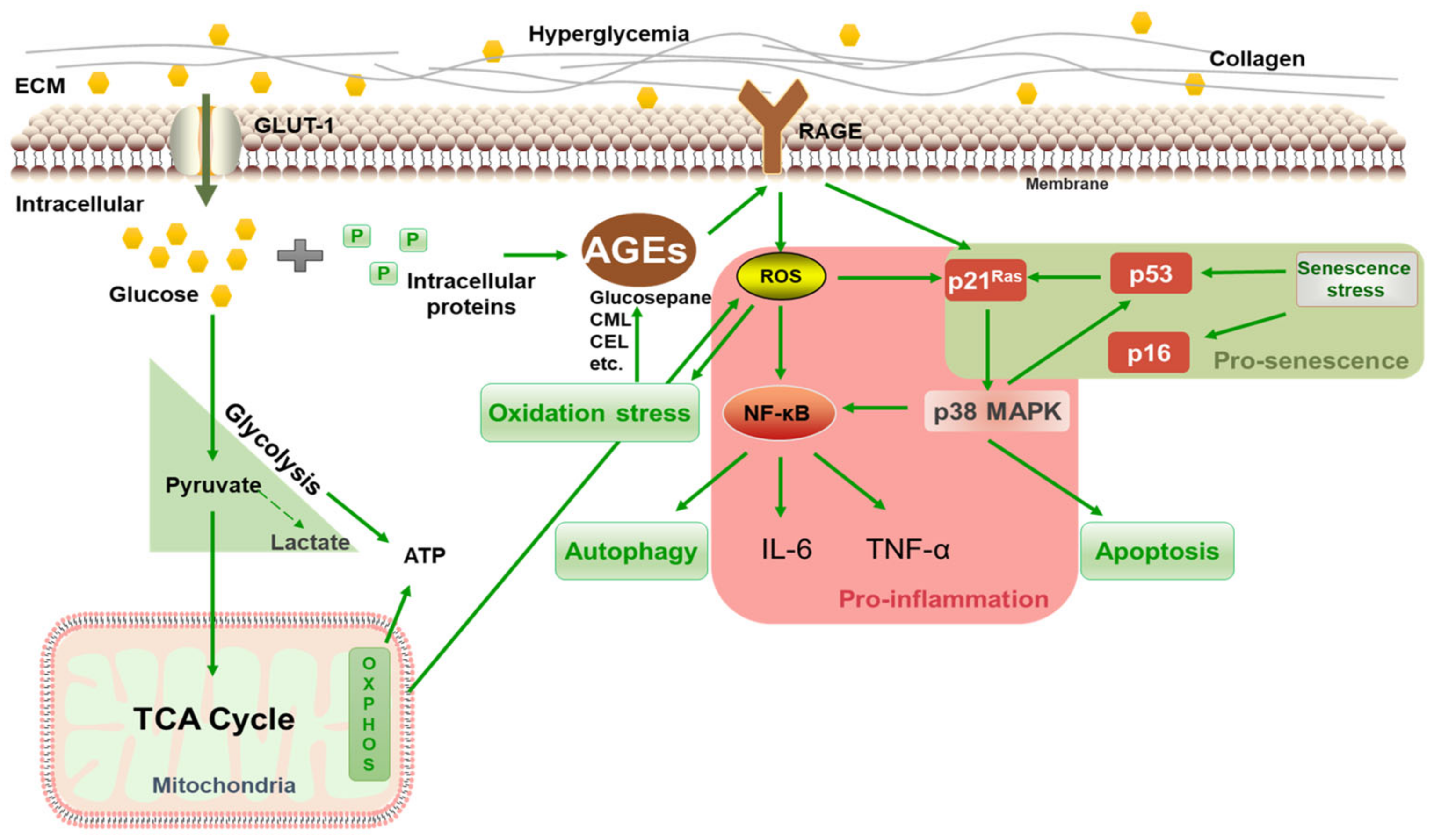 Antioxidants 14 00392 g004