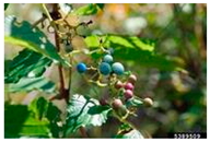 Antioxidants 14 00399 i001