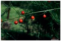 Antioxidants 14 00399 i002