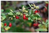 Antioxidants 14 00399 i003