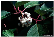 Antioxidants 14 00399 i006