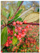 Antioxidants 14 00399 i009