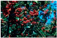 Antioxidants 14 00399 i013