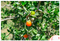 Antioxidants 14 00399 i016