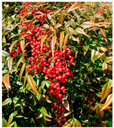 Antioxidants 14 00399 i017