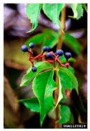 Antioxidants 14 00399 i018