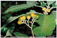 Antioxidants 14 00399 i028