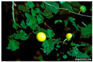 Antioxidants 14 00399 i032