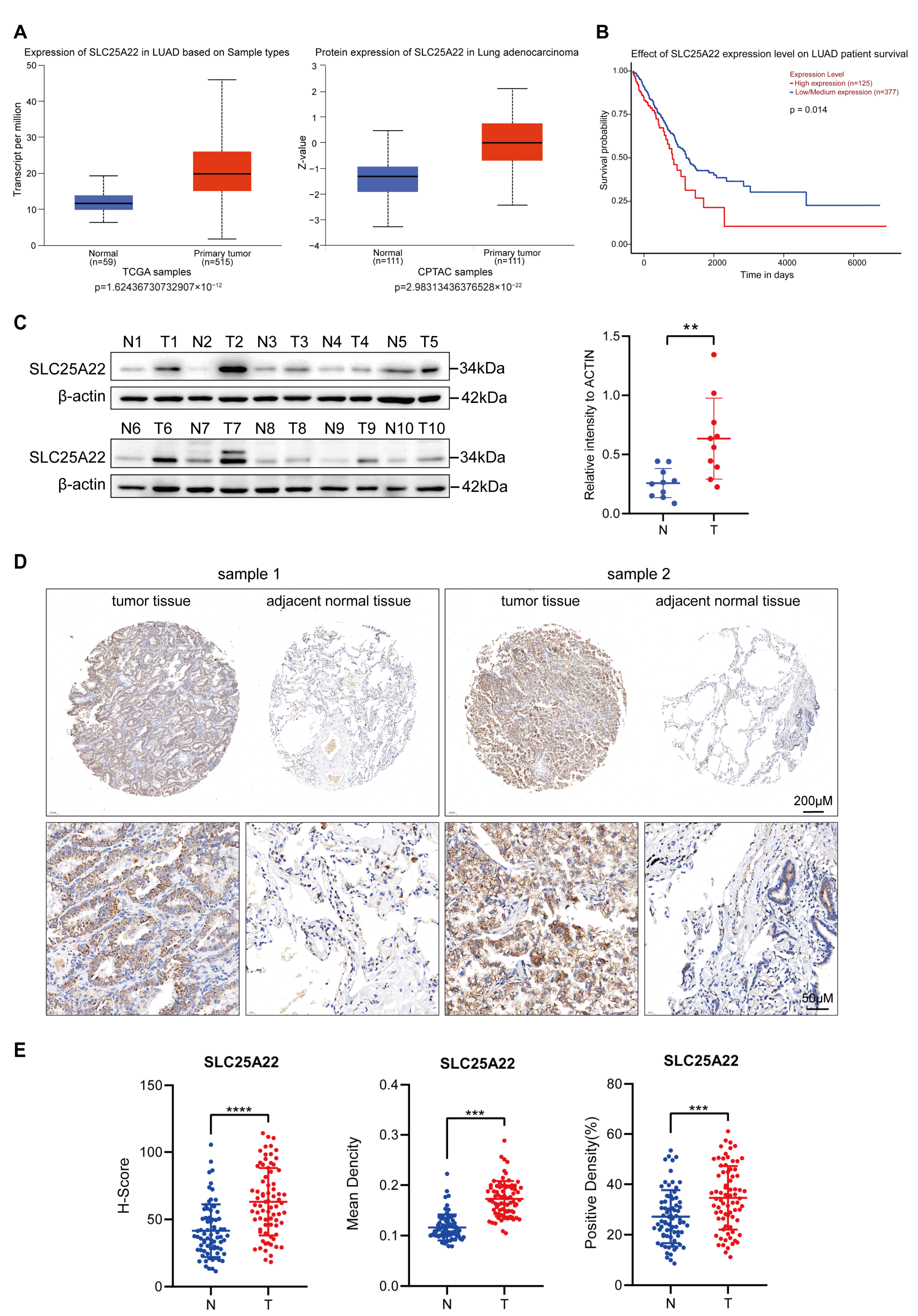 Antioxidants 14 00403 g001