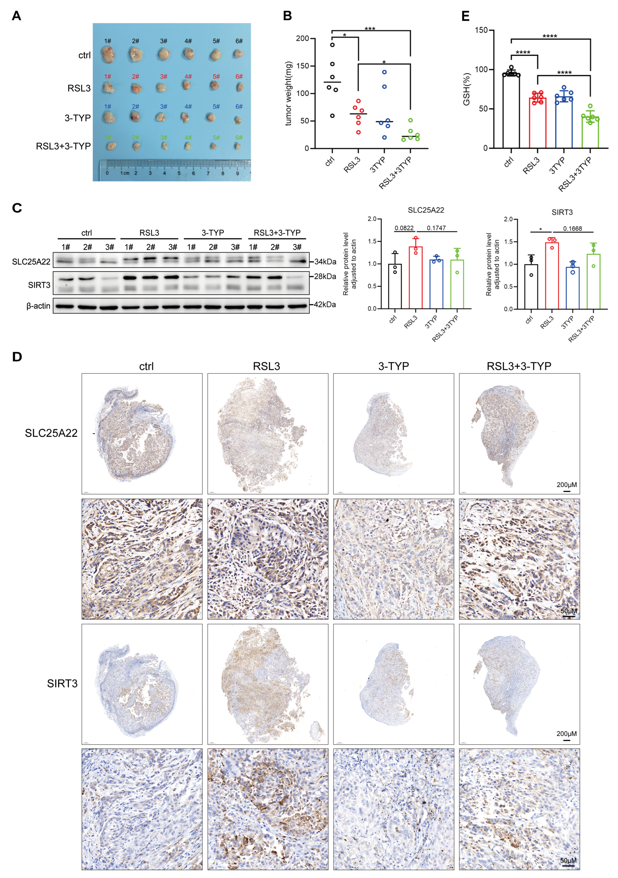 Antioxidants 14 00403 g005