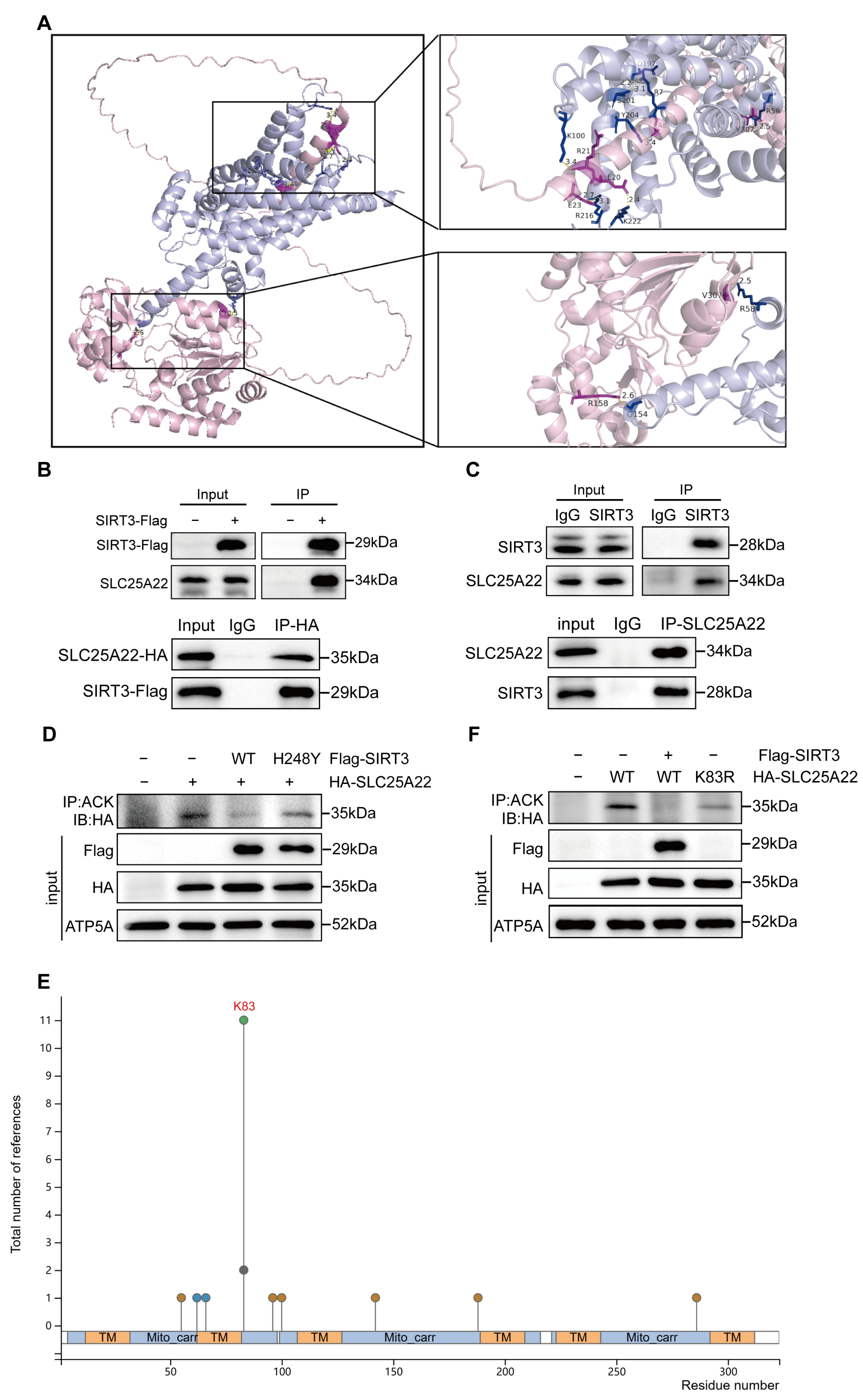 Antioxidants 14 00403 g006