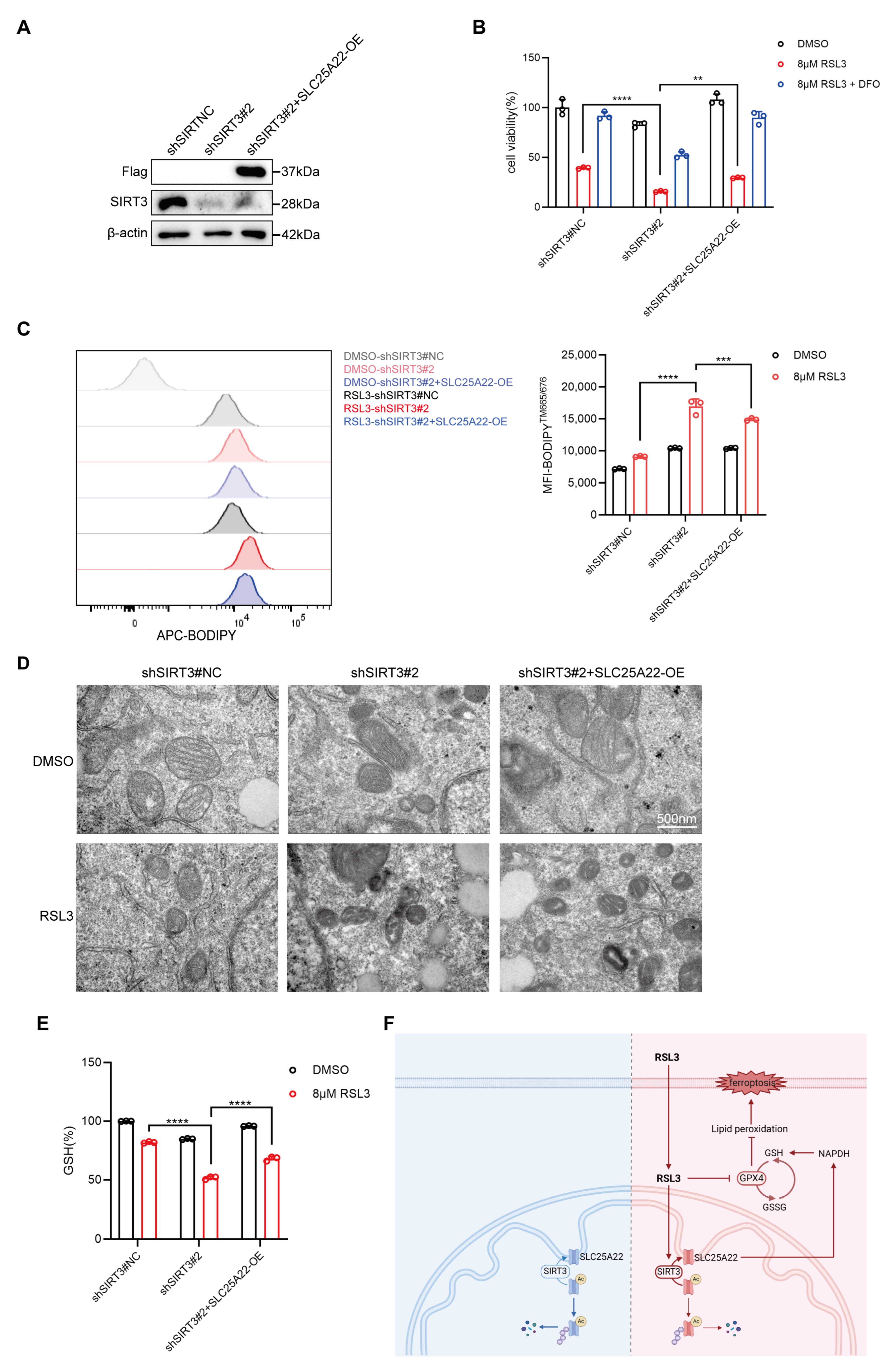 Antioxidants 14 00403 g008