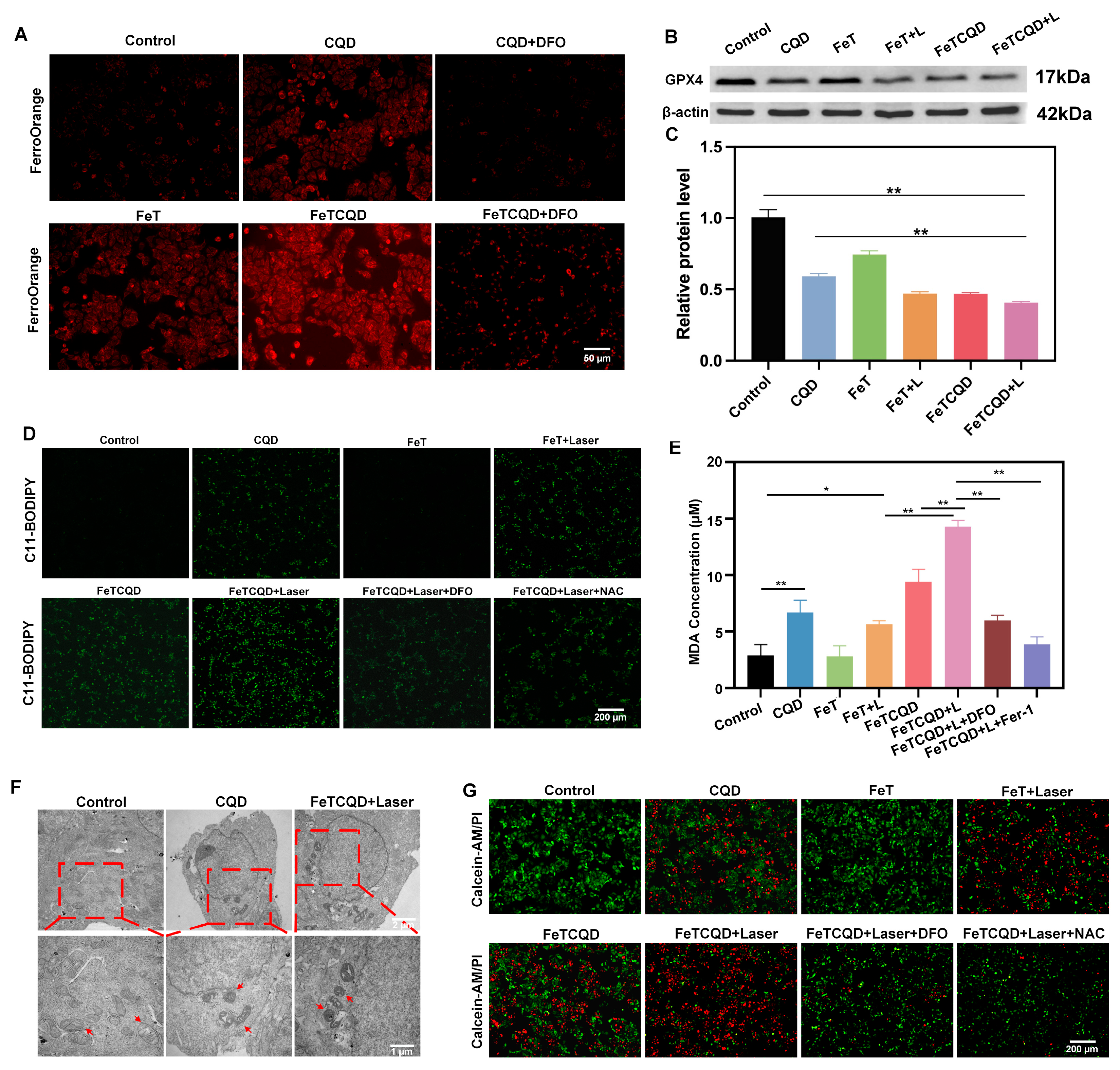 Antioxidants 14 00407 g003