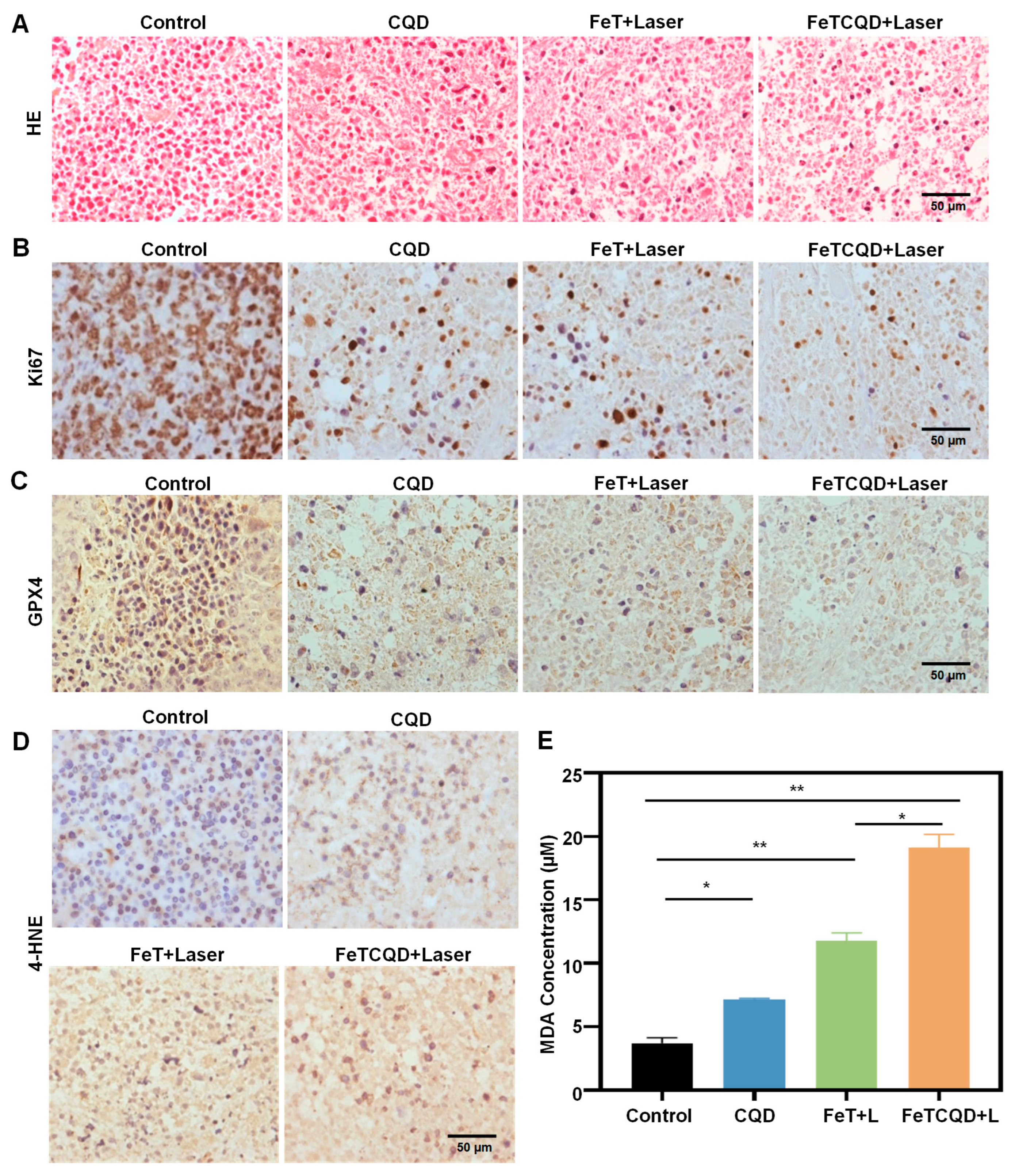 Antioxidants 14 00407 g005