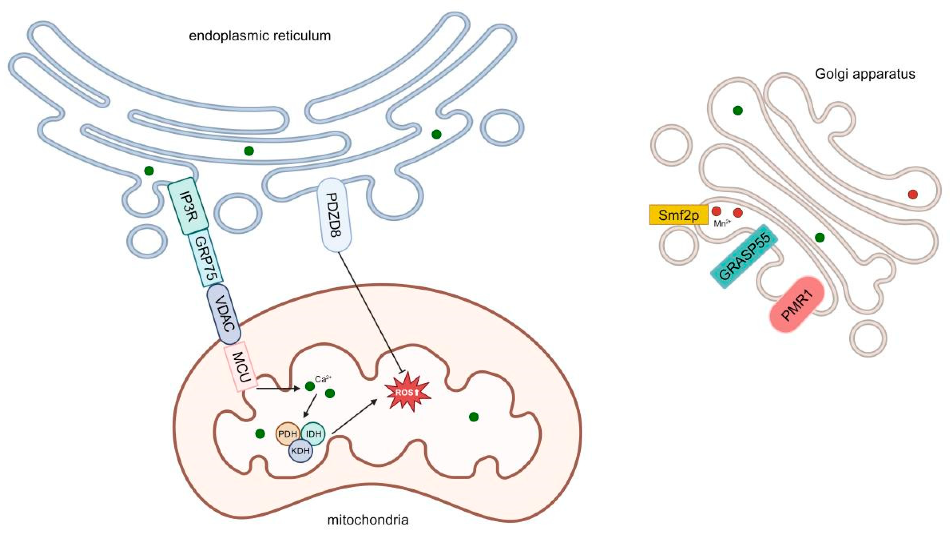 Antioxidants 14 00408 g001 Antioxidants 14 00408 g001