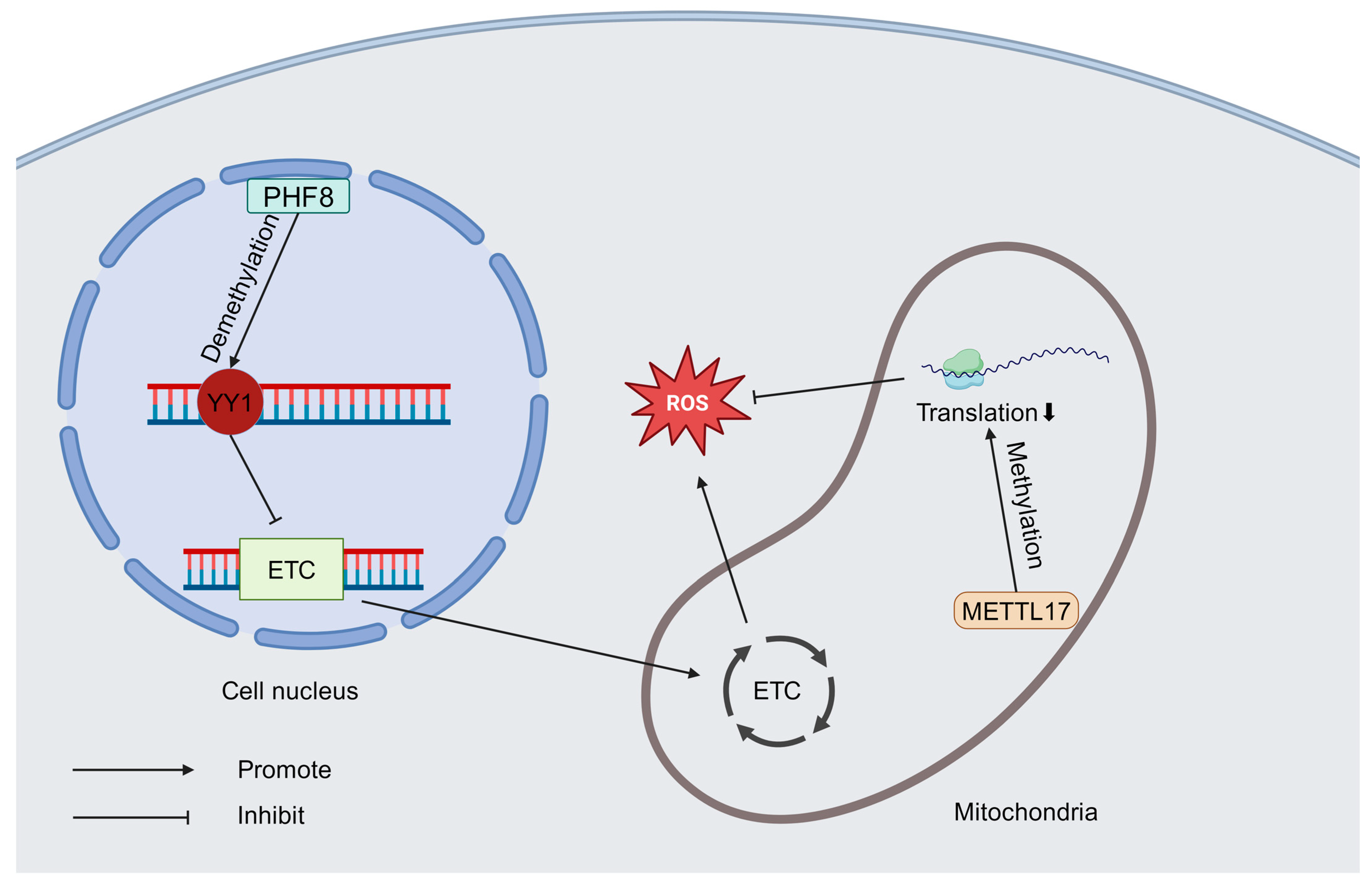 Antioxidants 14 00408 g003 Antioxidants 14 00408 g003